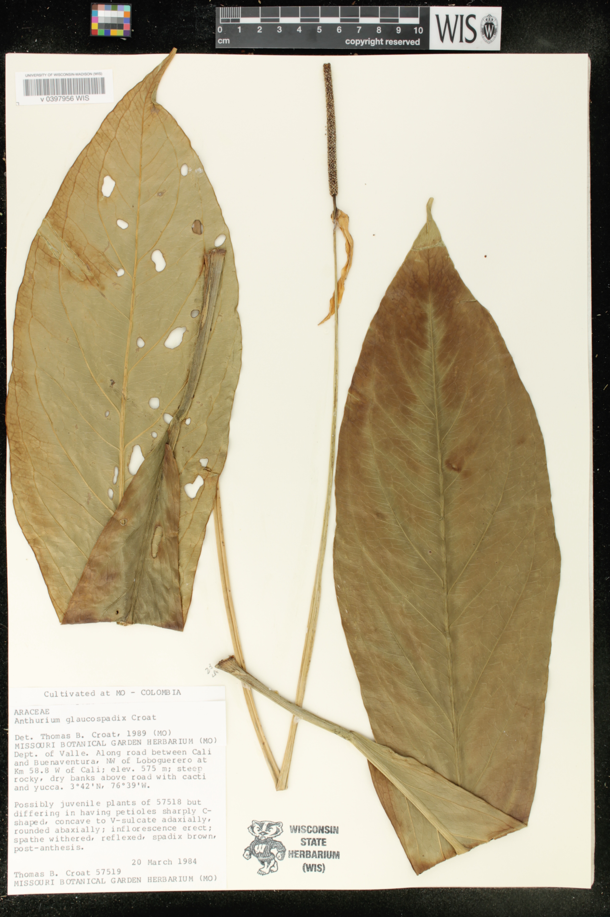 Anthurium glaucospadix image