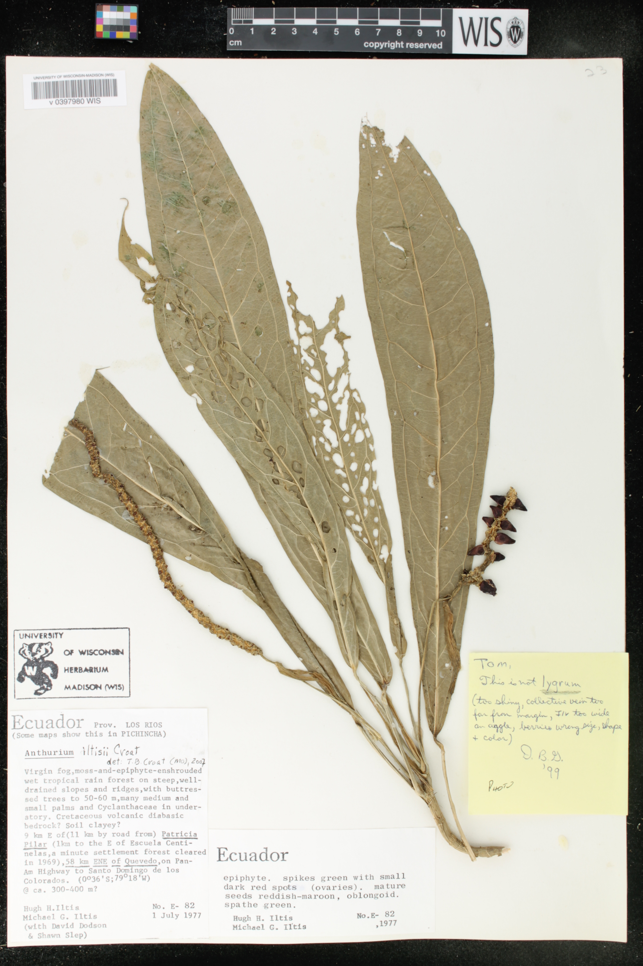 Anthurium iltisii image