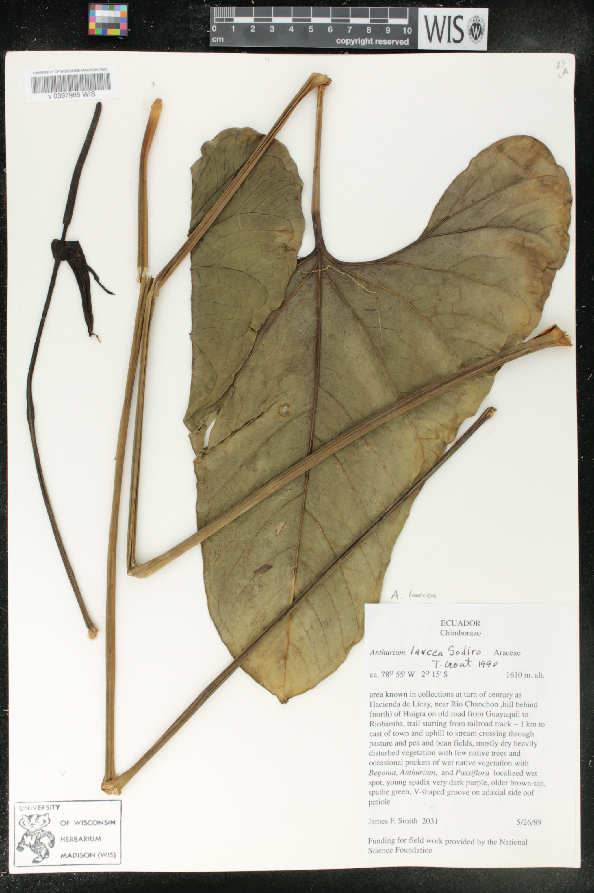 Anthurium lancea image