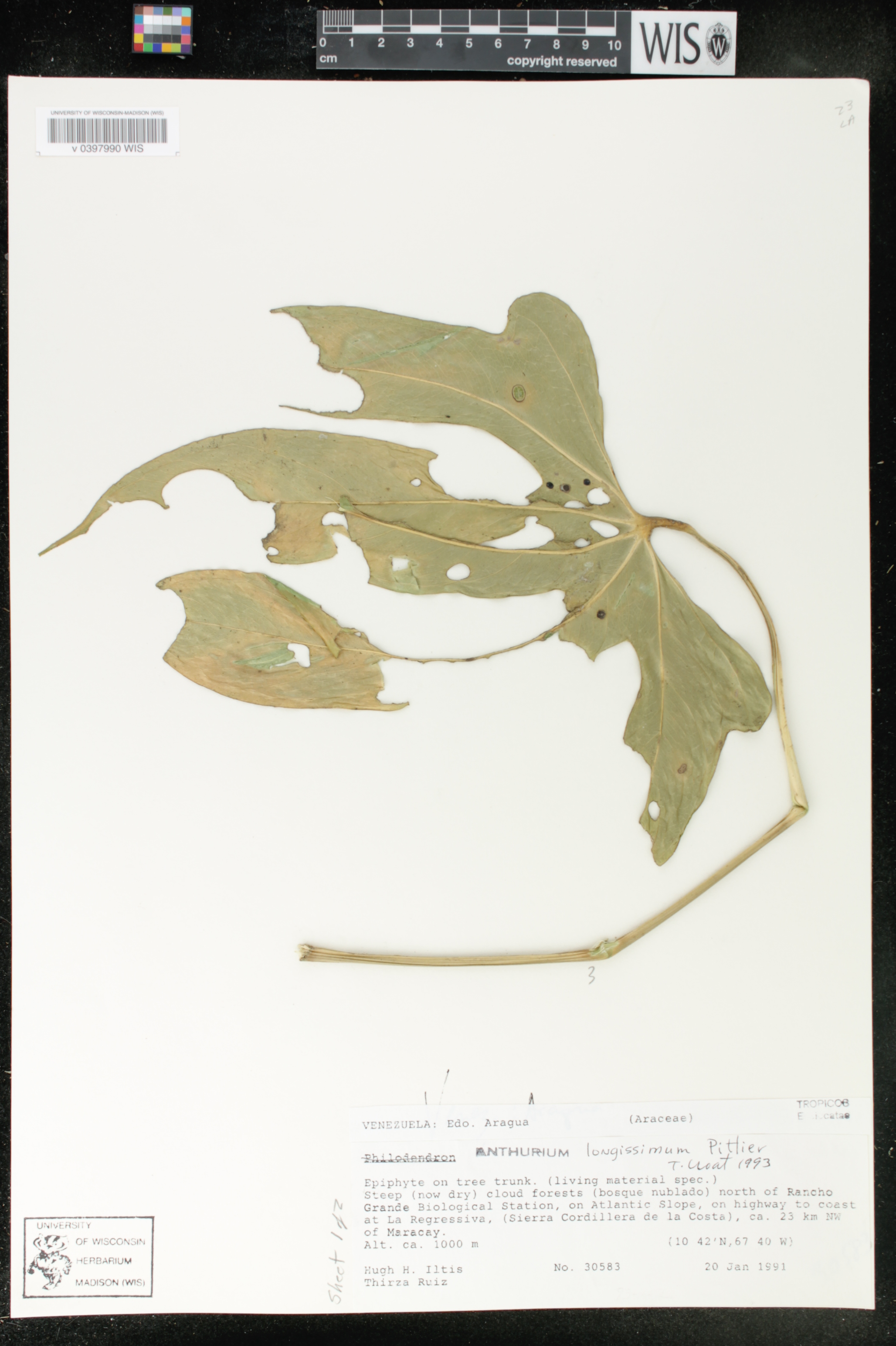 Anthurium longissimum image