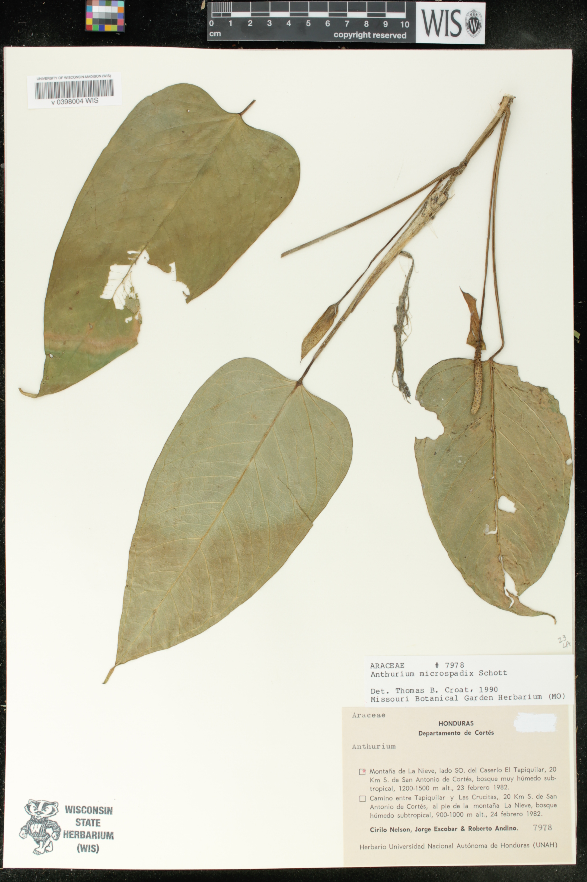 Anthurium microspadix image