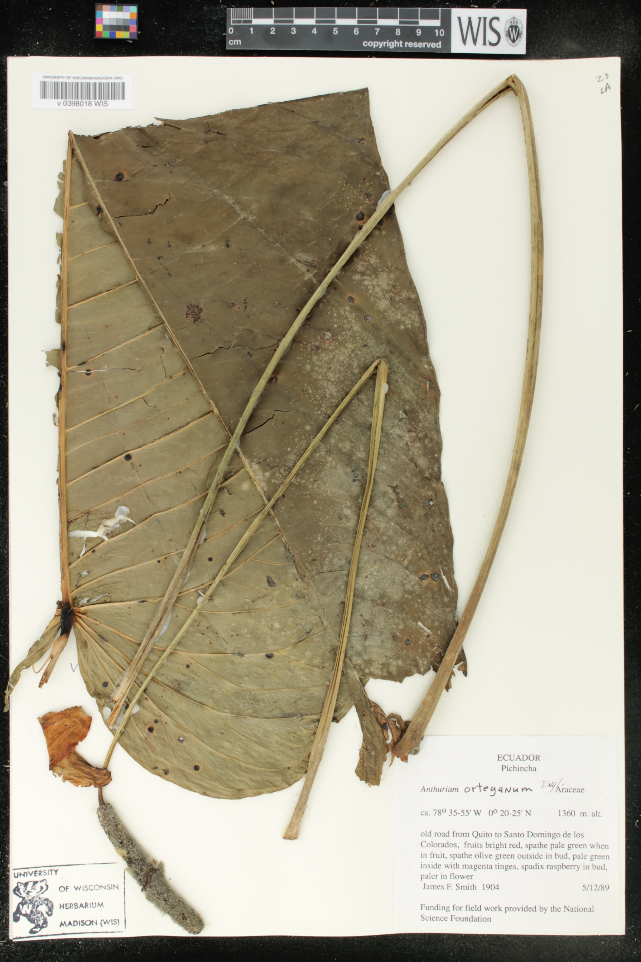 Anthurium talamancae image
