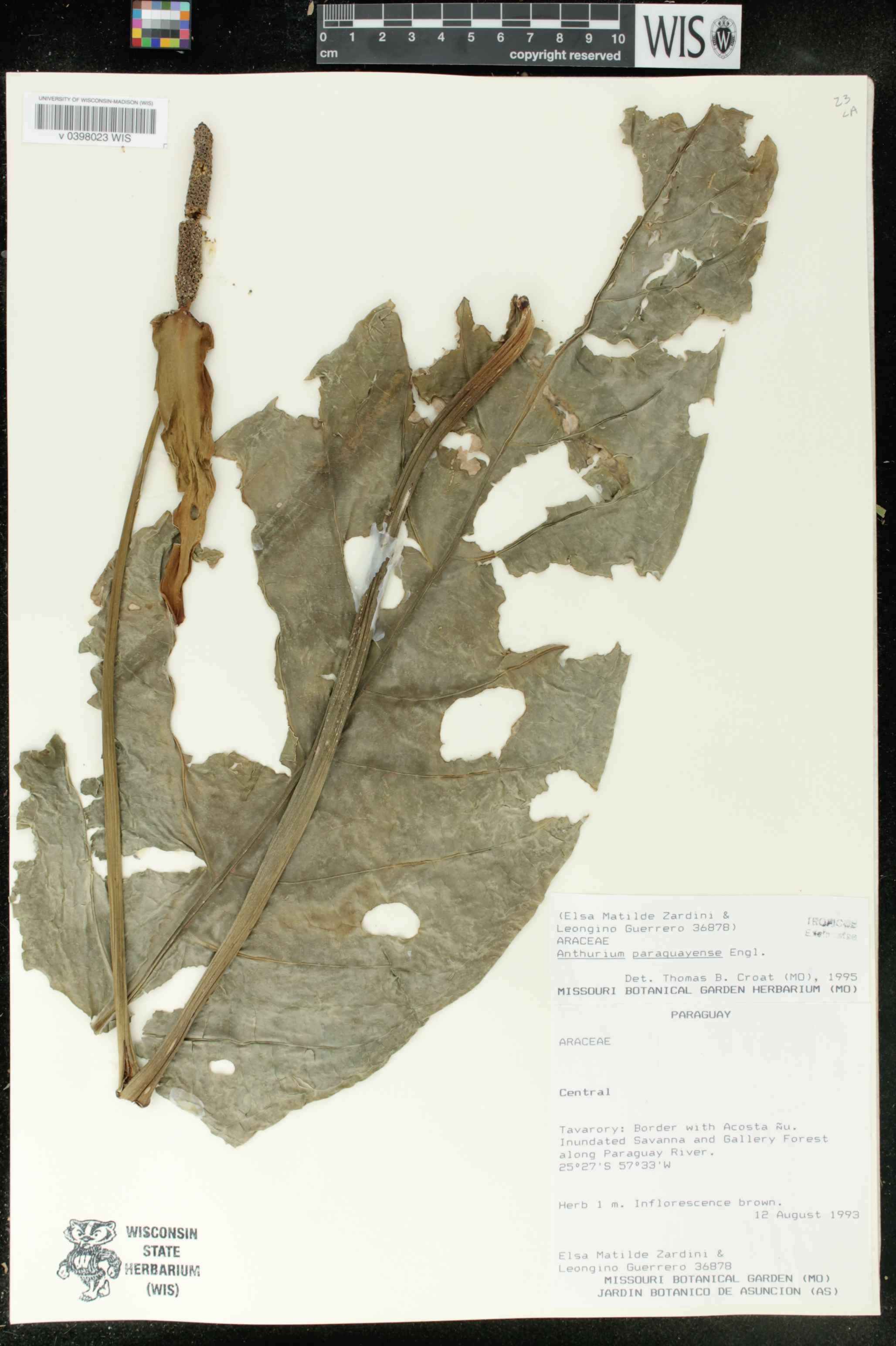Anthurium paraguayense image