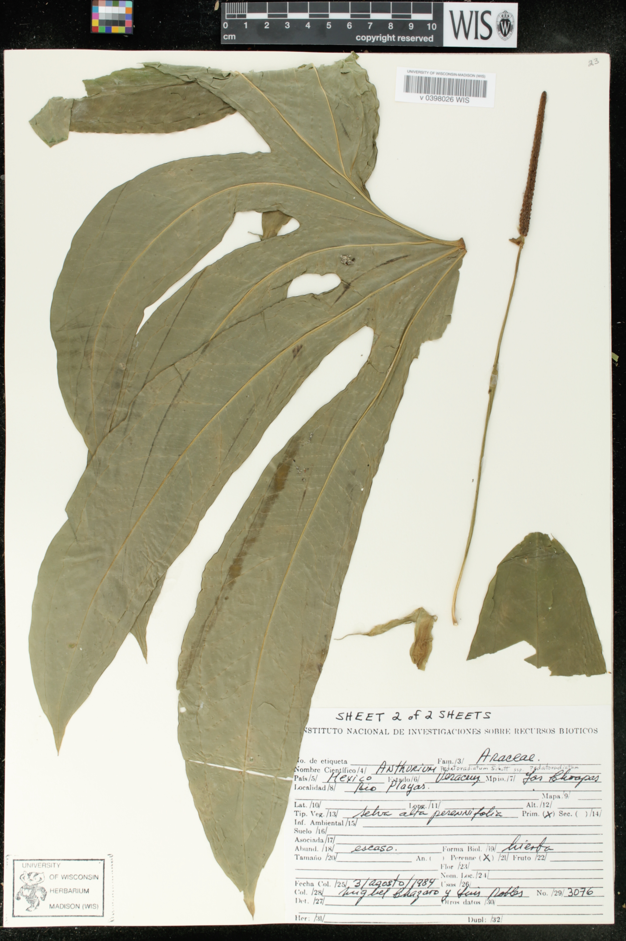 Anthurium pedatoradiatum subsp. pedatoradiatum image