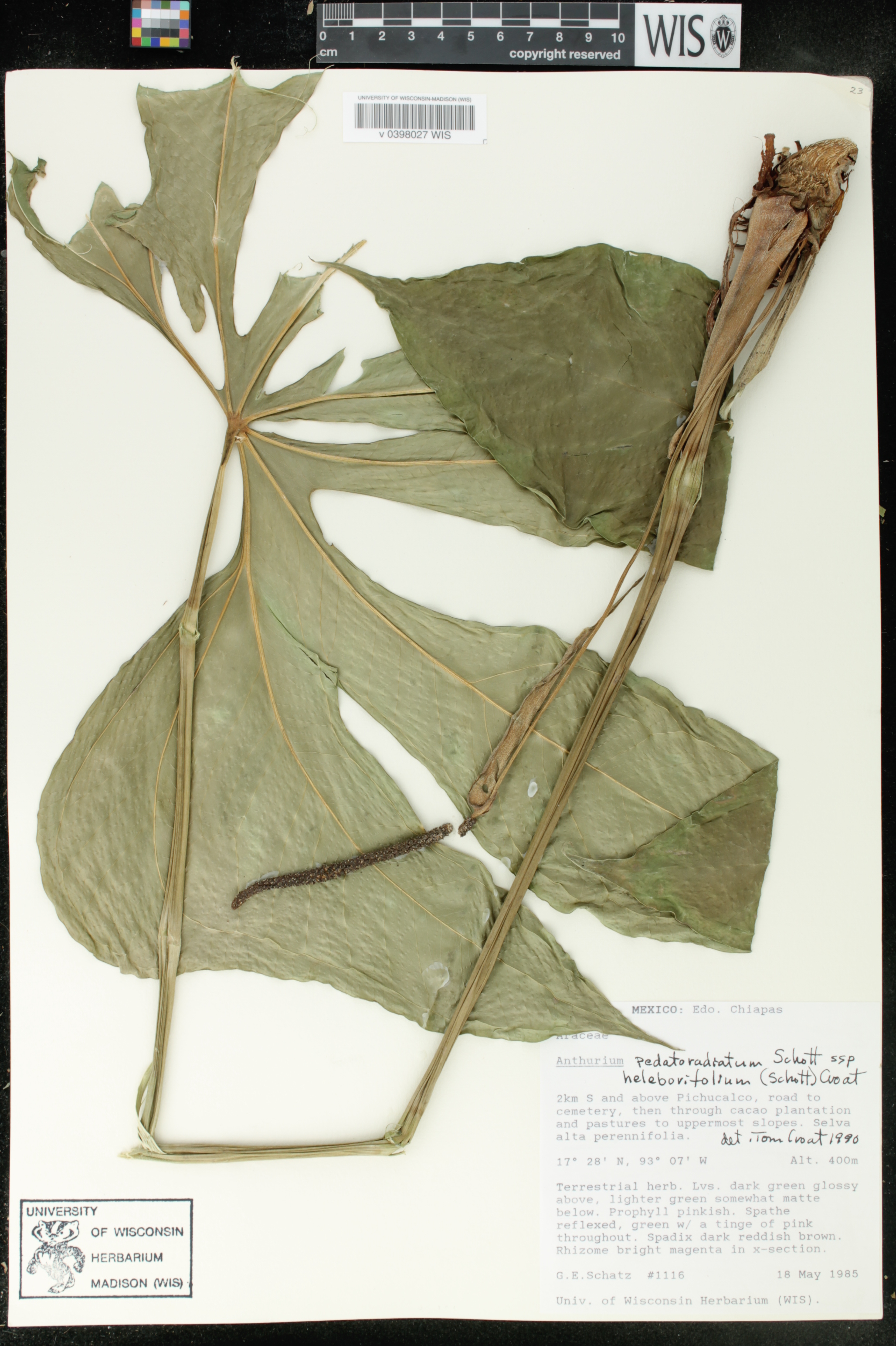 Anthurium pedatoradiatum subsp. helleborifolium image