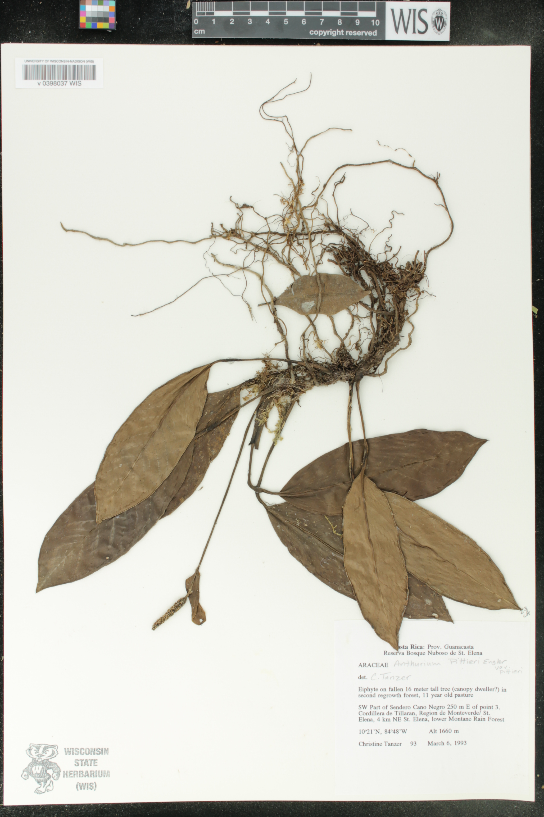 Anthurium pittieri var. pittieri image