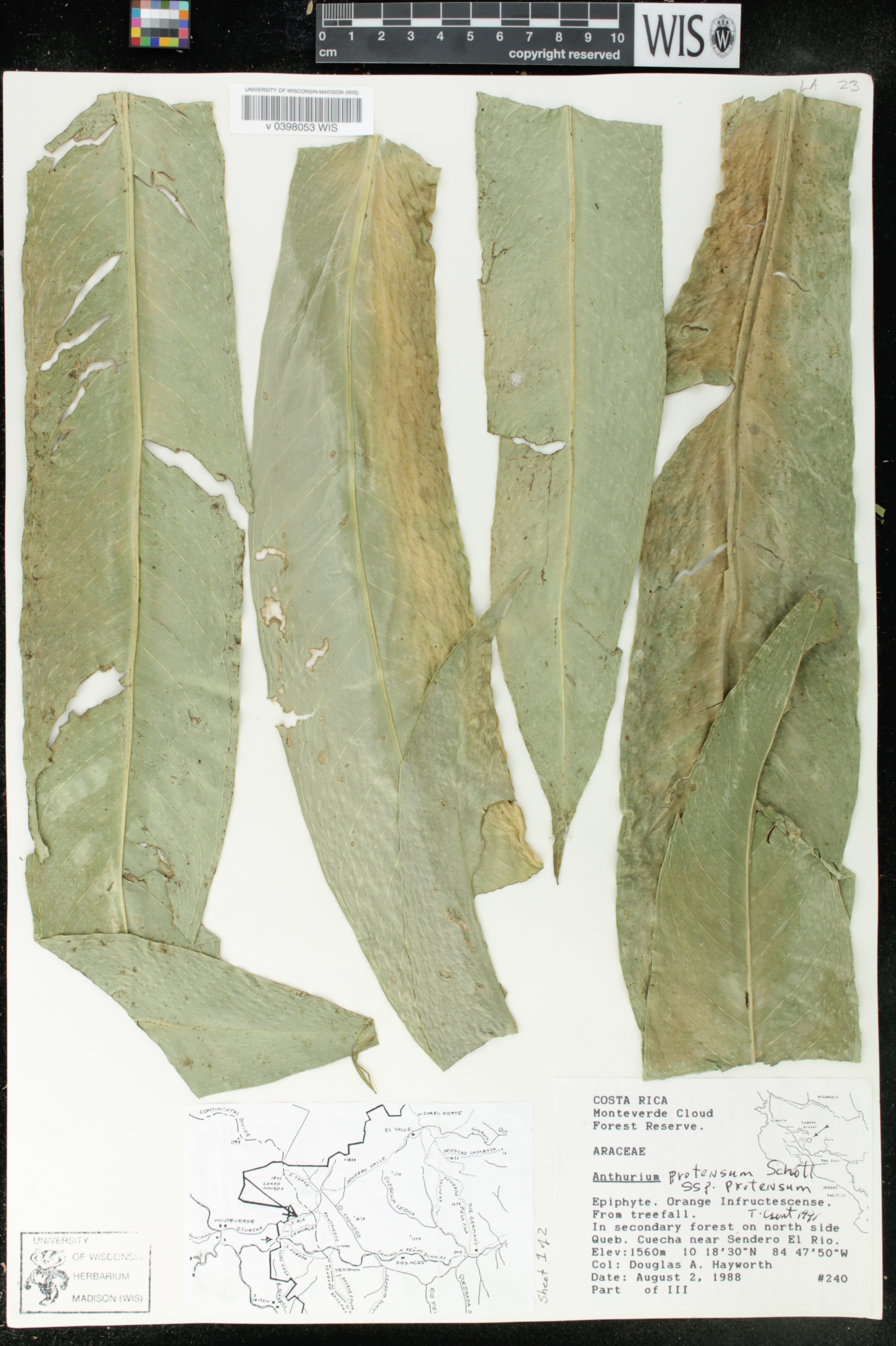 Anthurium protensum subsp. protensum image