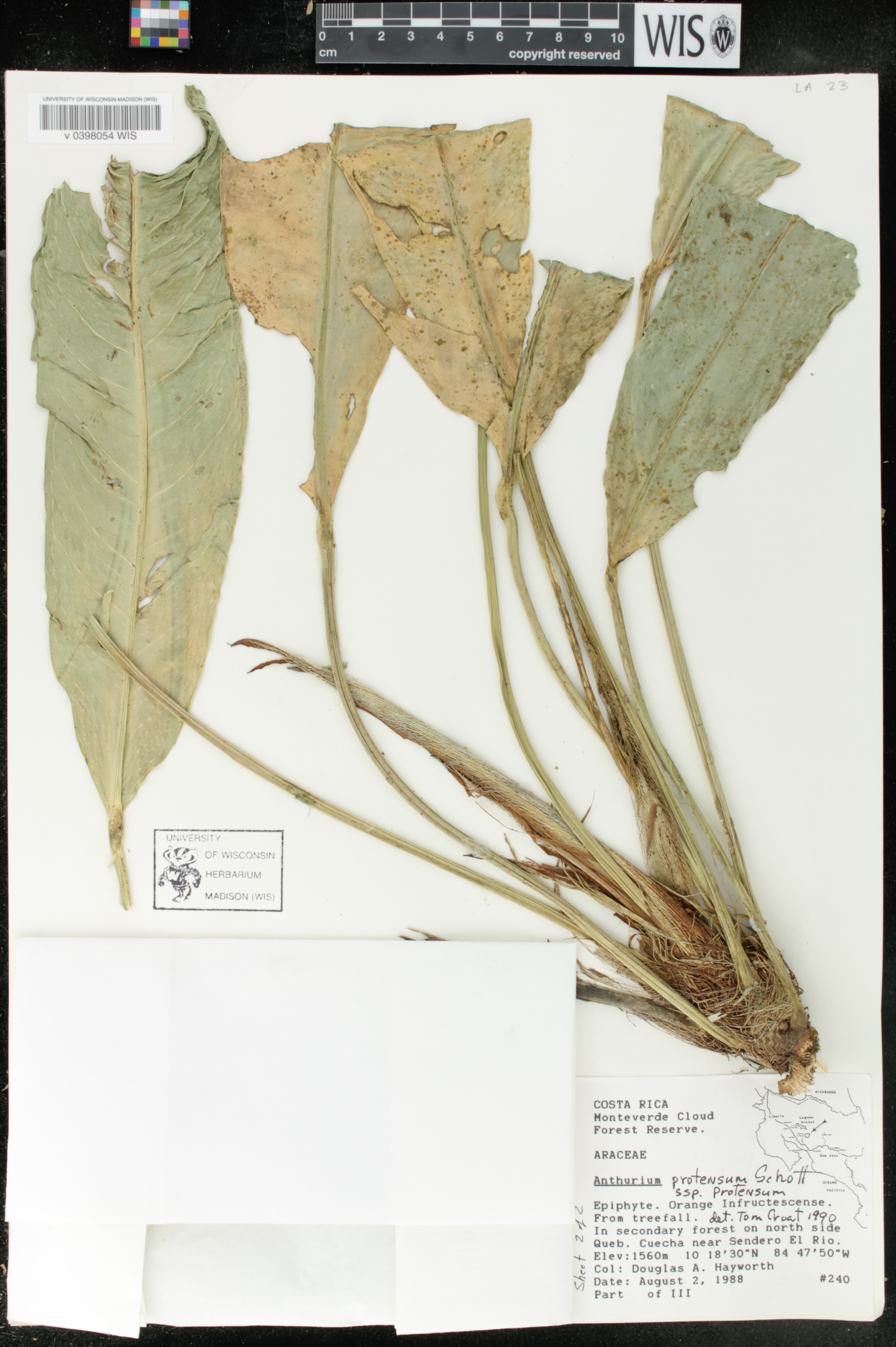 Anthurium protensum subsp. protensum image