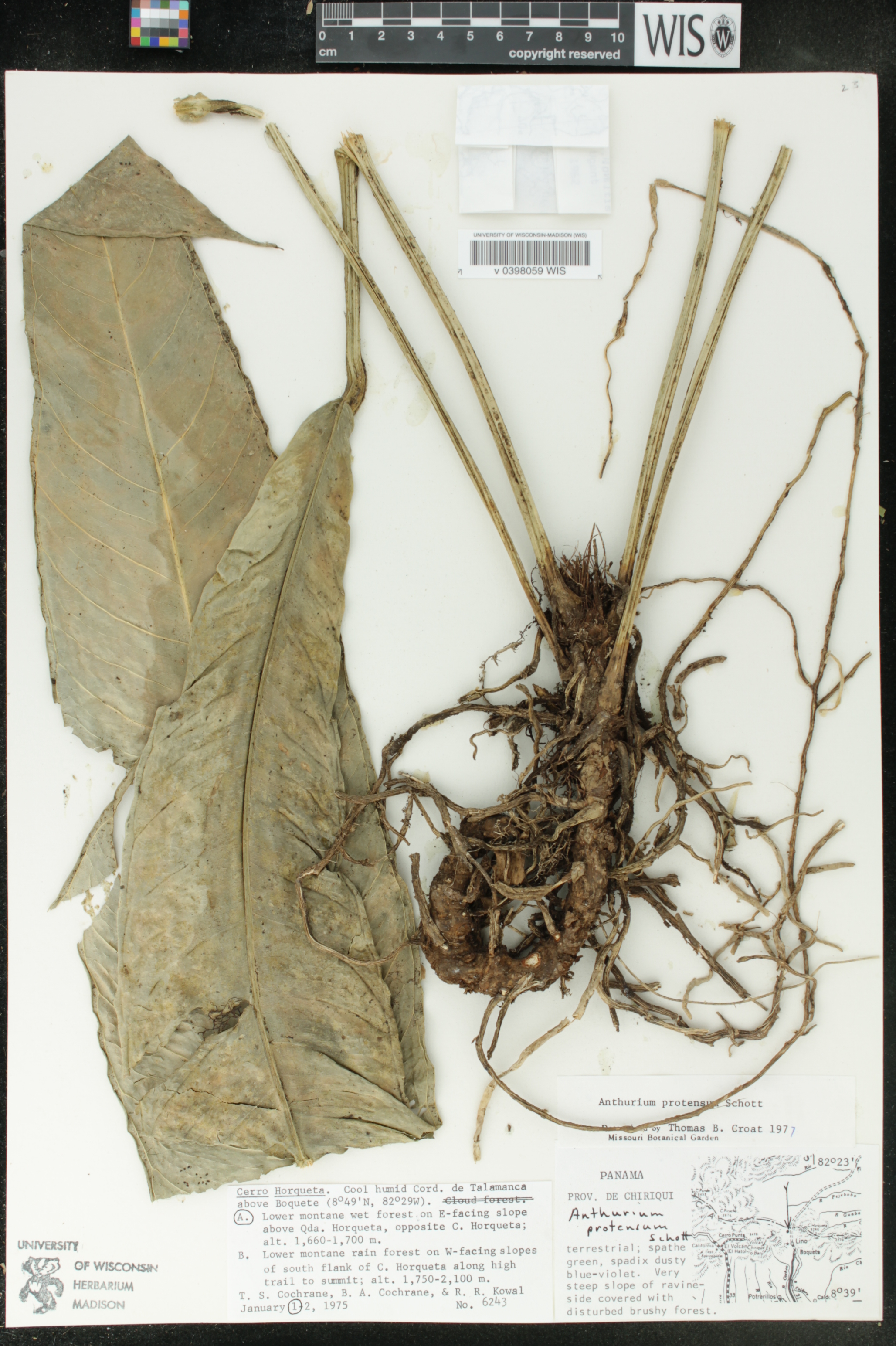 Anthurium protensum image