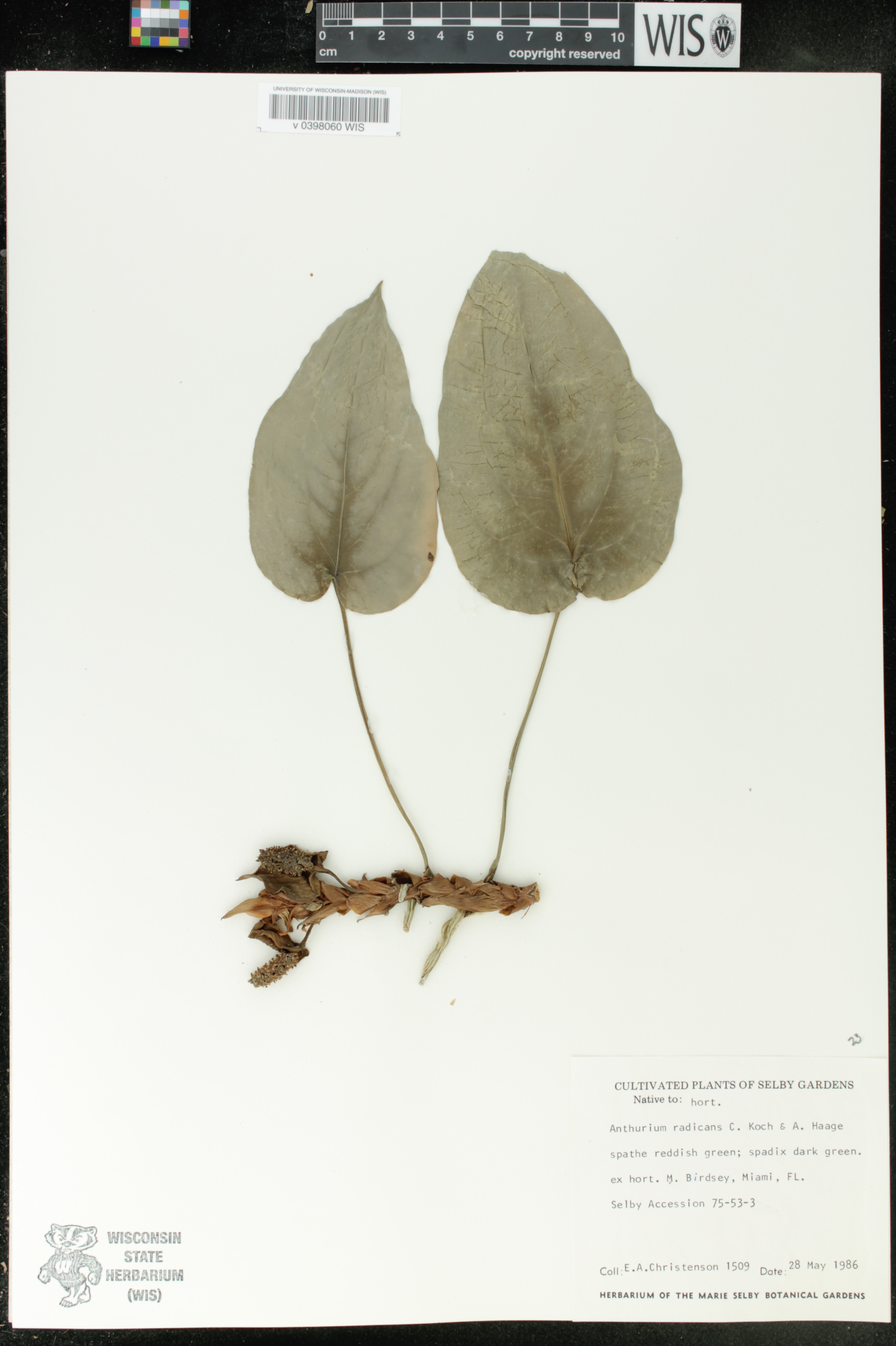 Anthurium radicans image