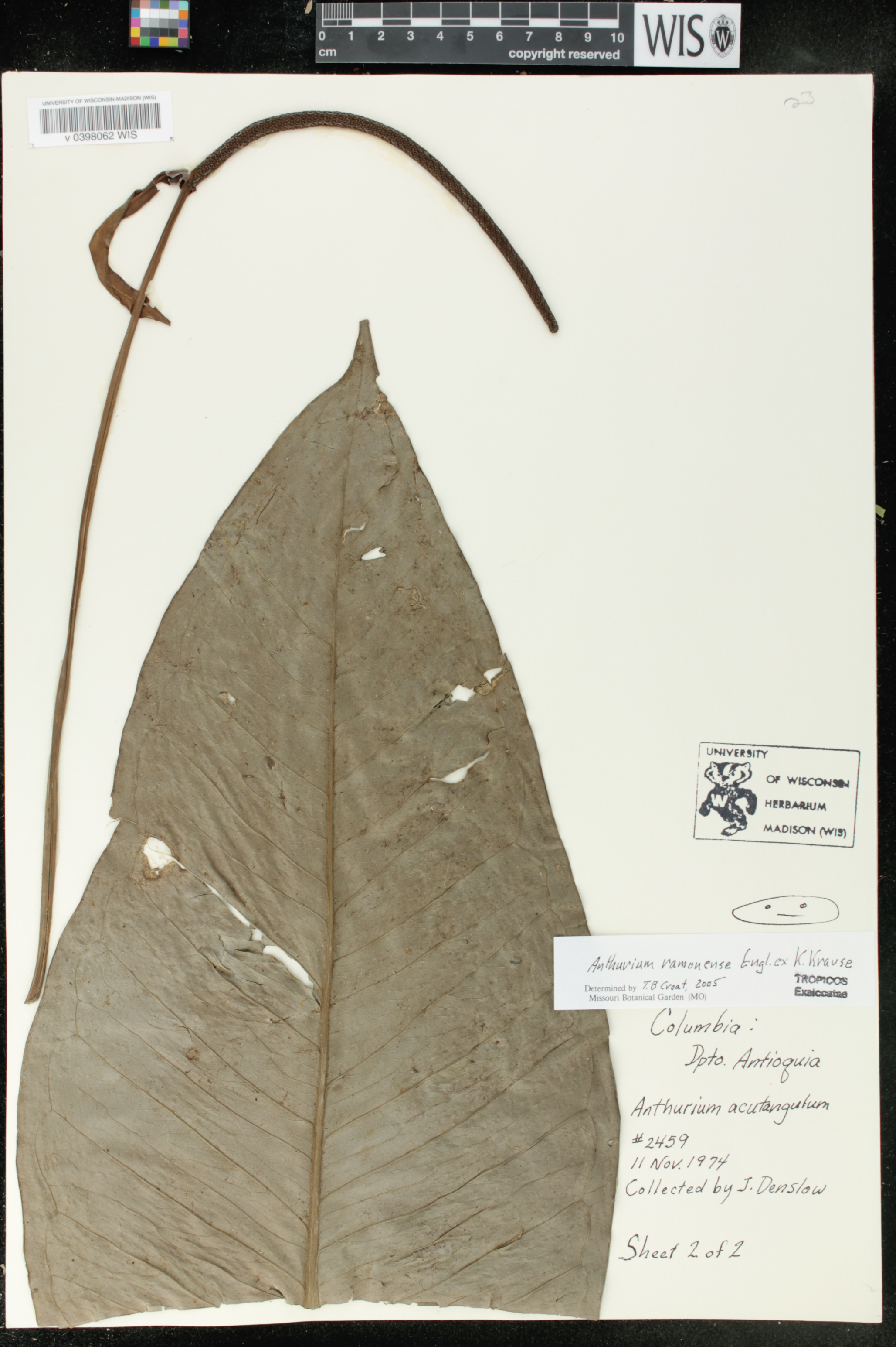 Anthurium ramonense image