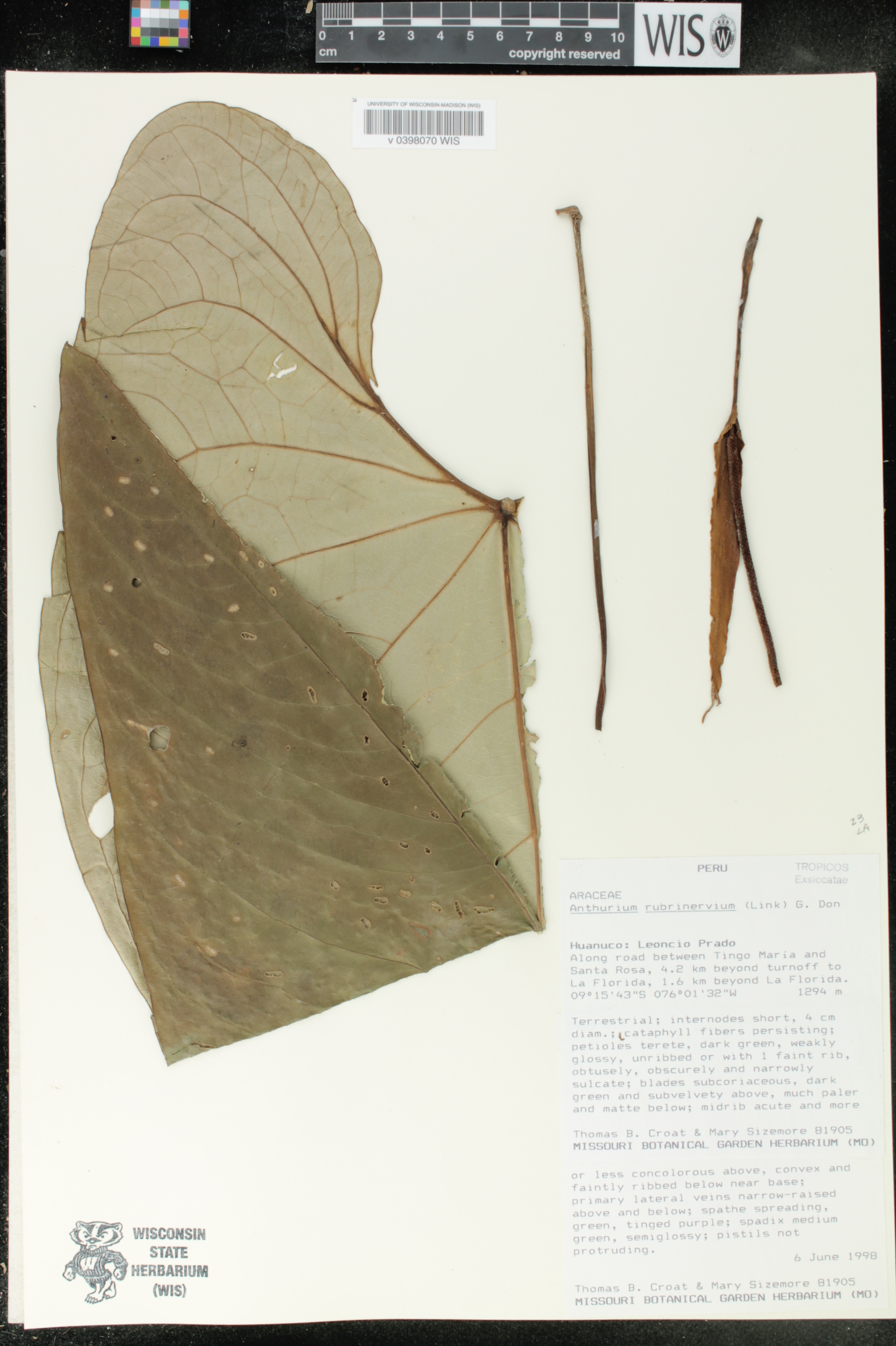 Anthurium sagittatum image