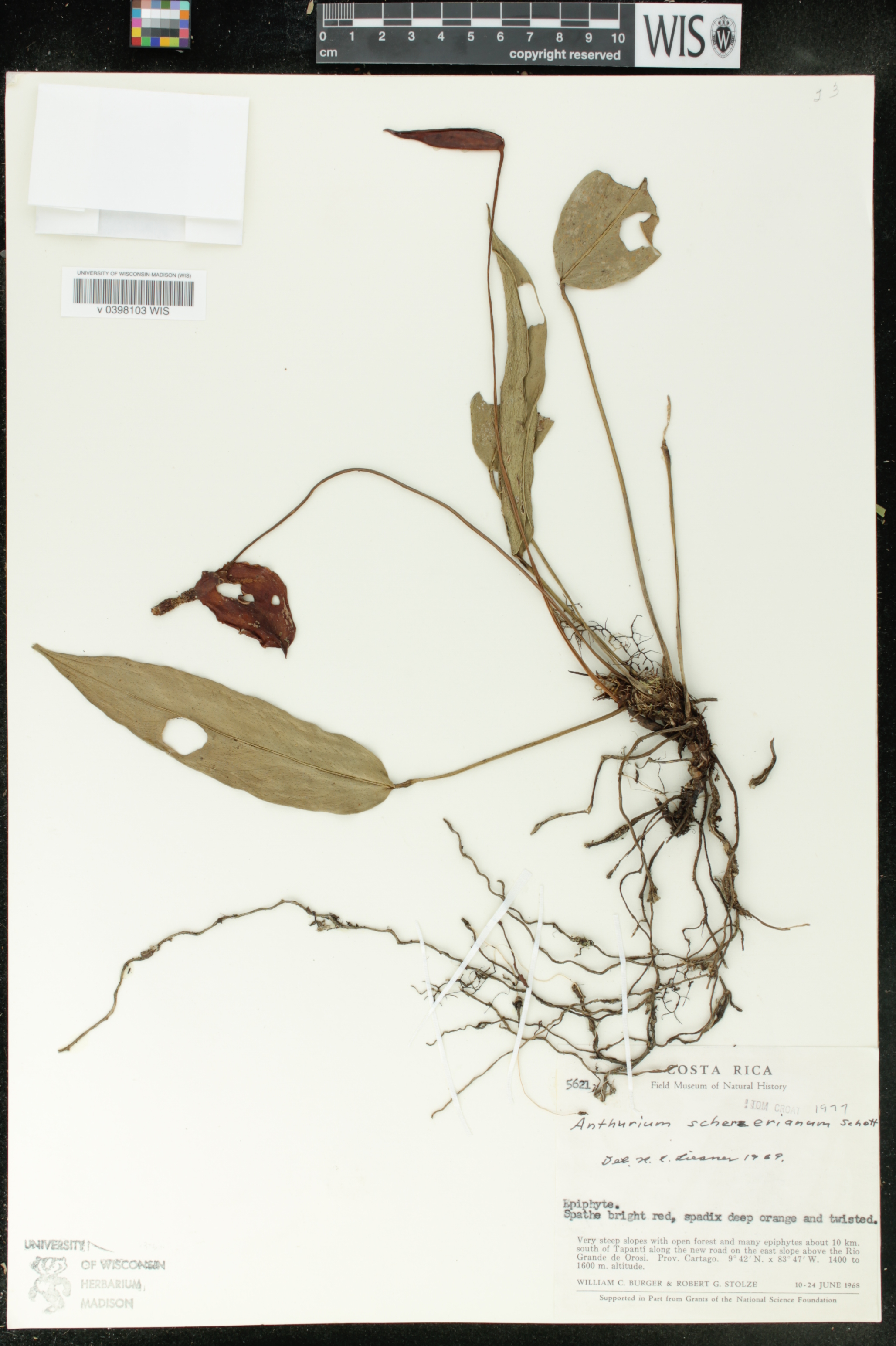 Anthurium scherzerianum image