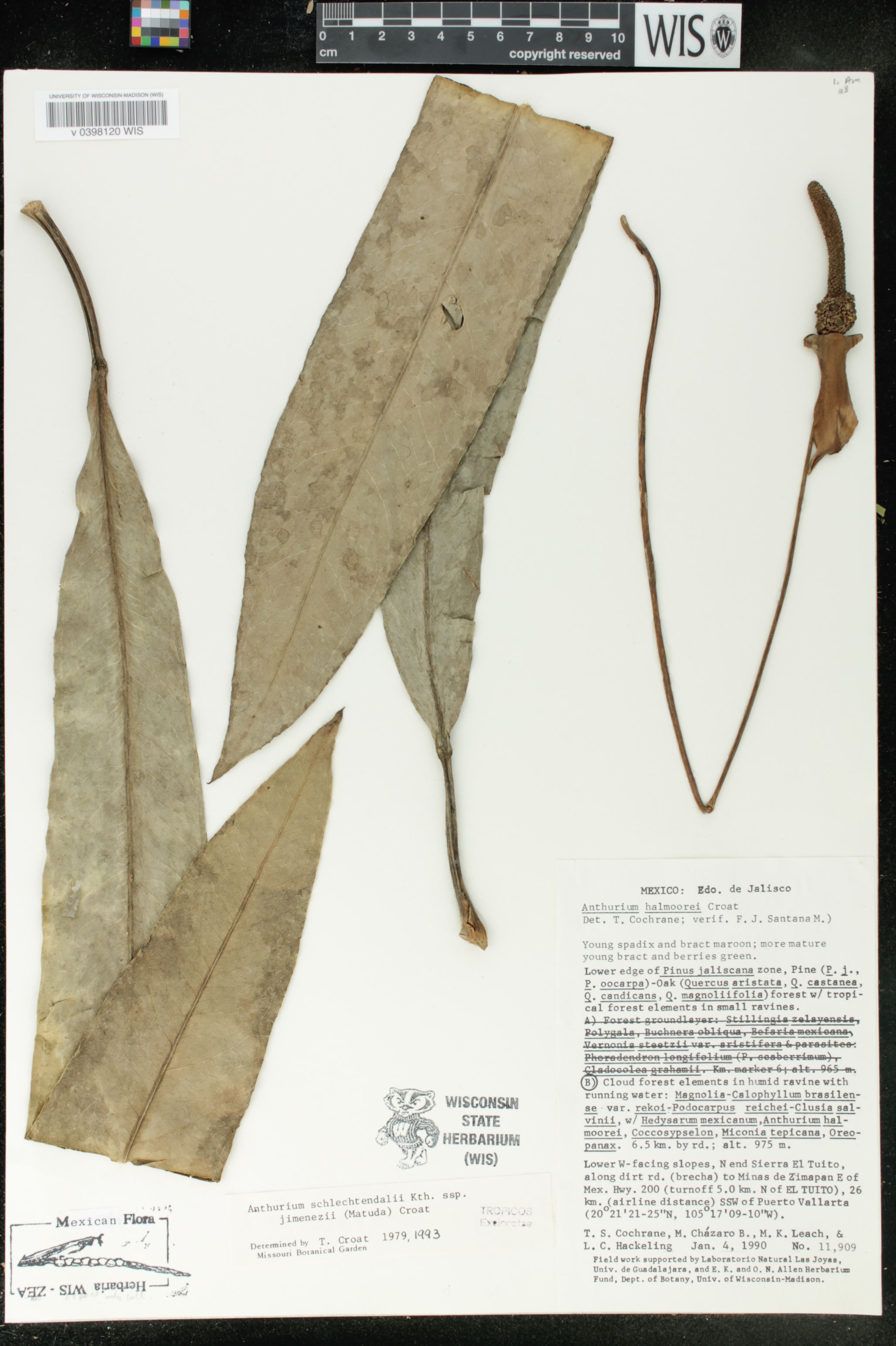 Anthurium schlechtendalii subsp. jimenezii image