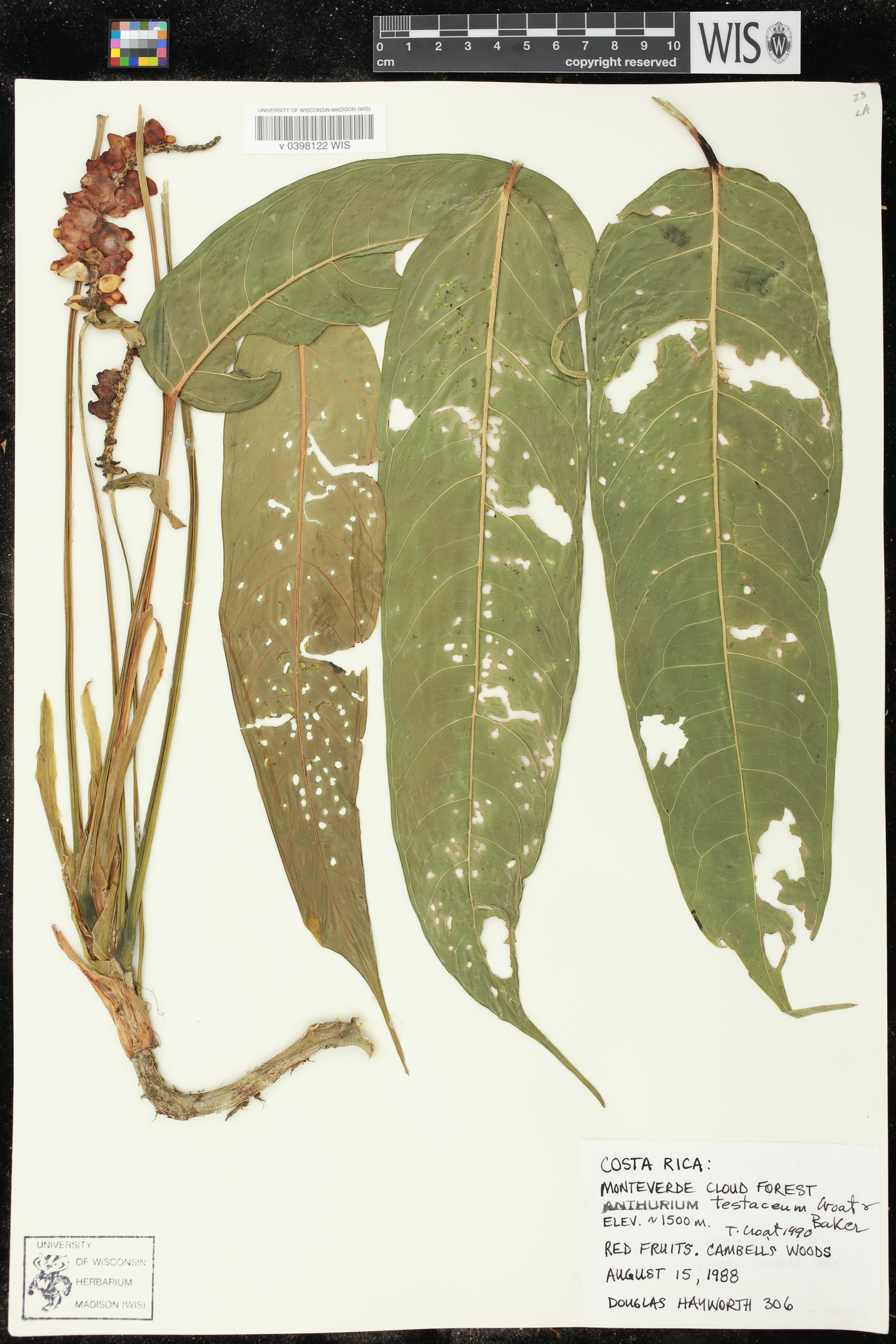 Anthurium testaceum image