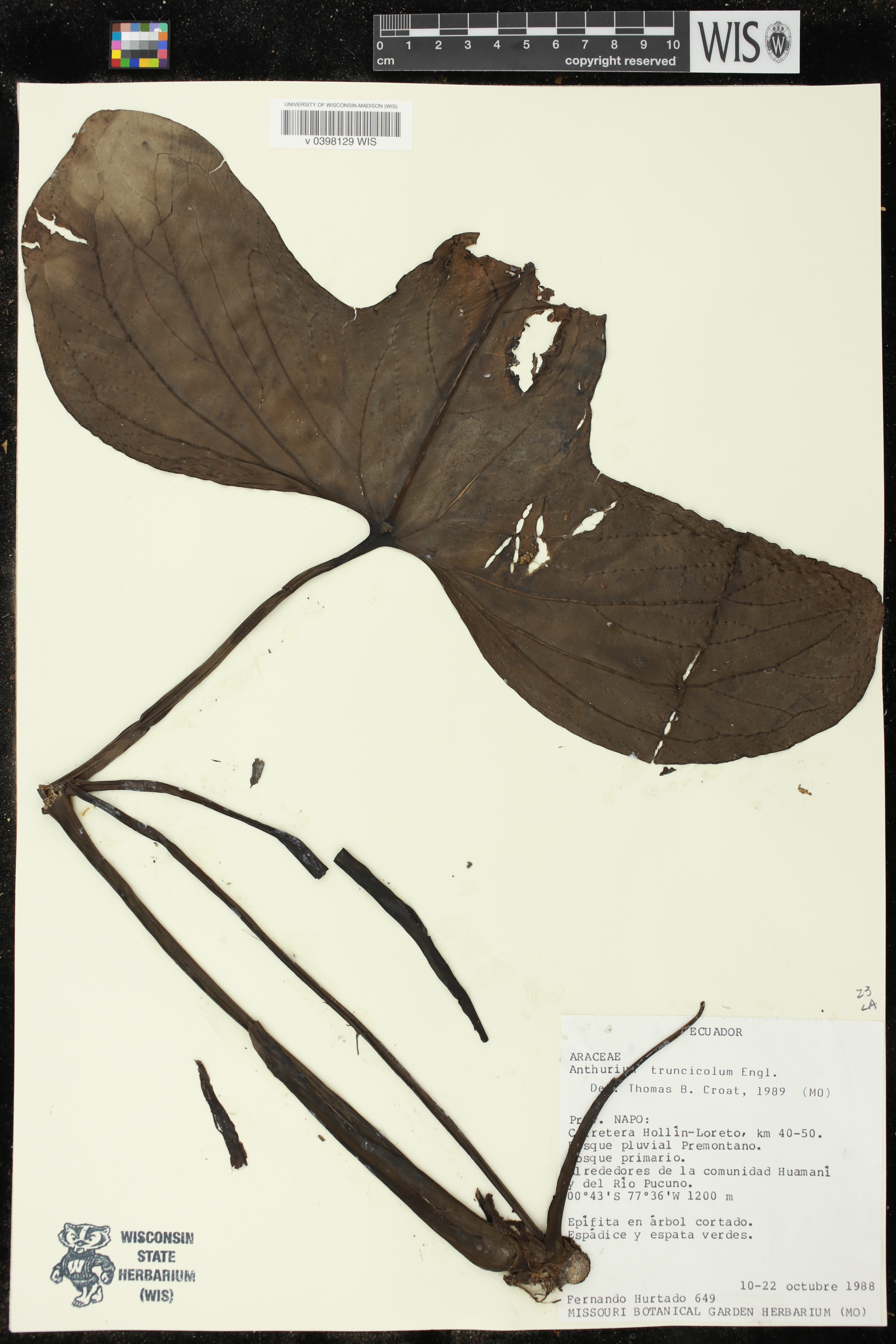 Anthurium truncicola image