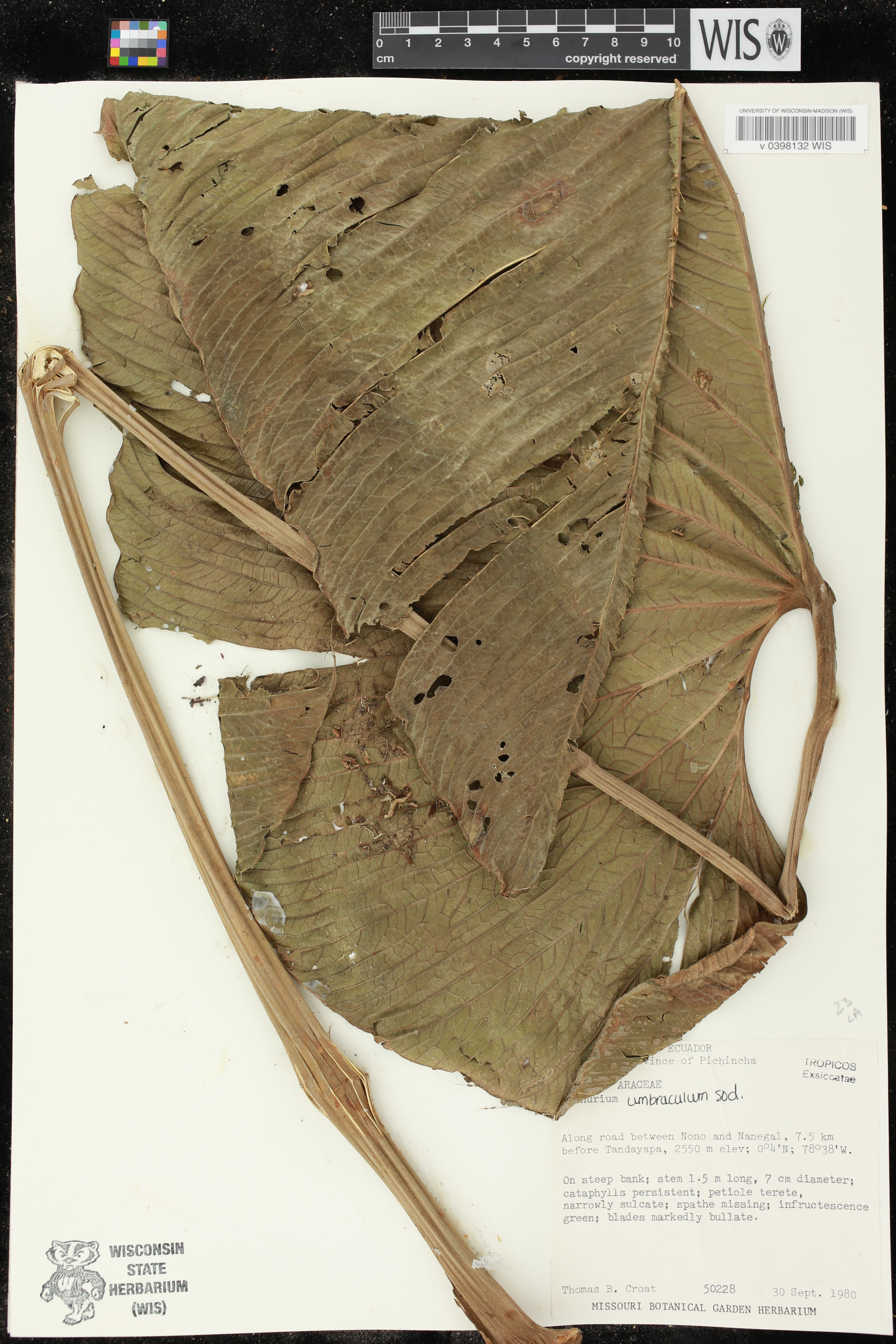 Anthurium umbraculum image
