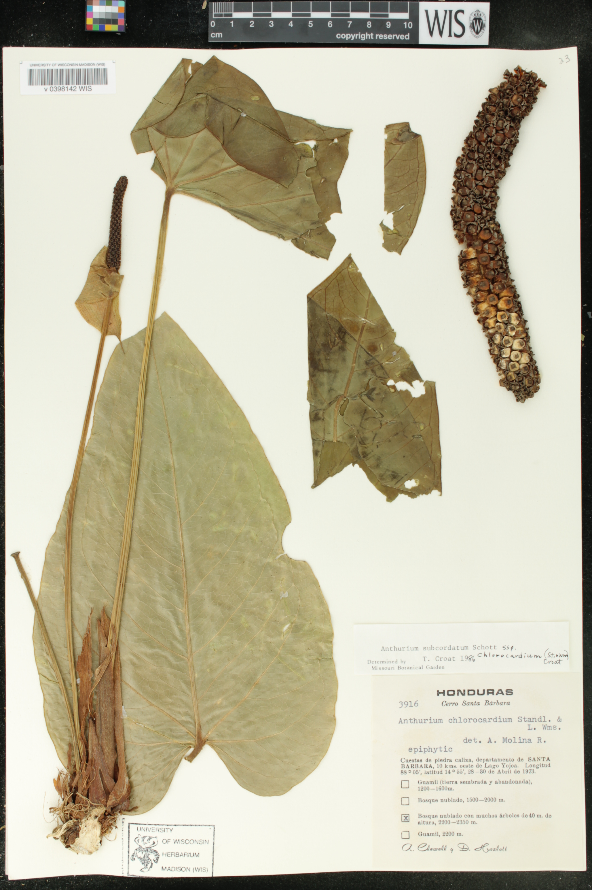 Anthurium subcordatum subsp. chlorocardium image