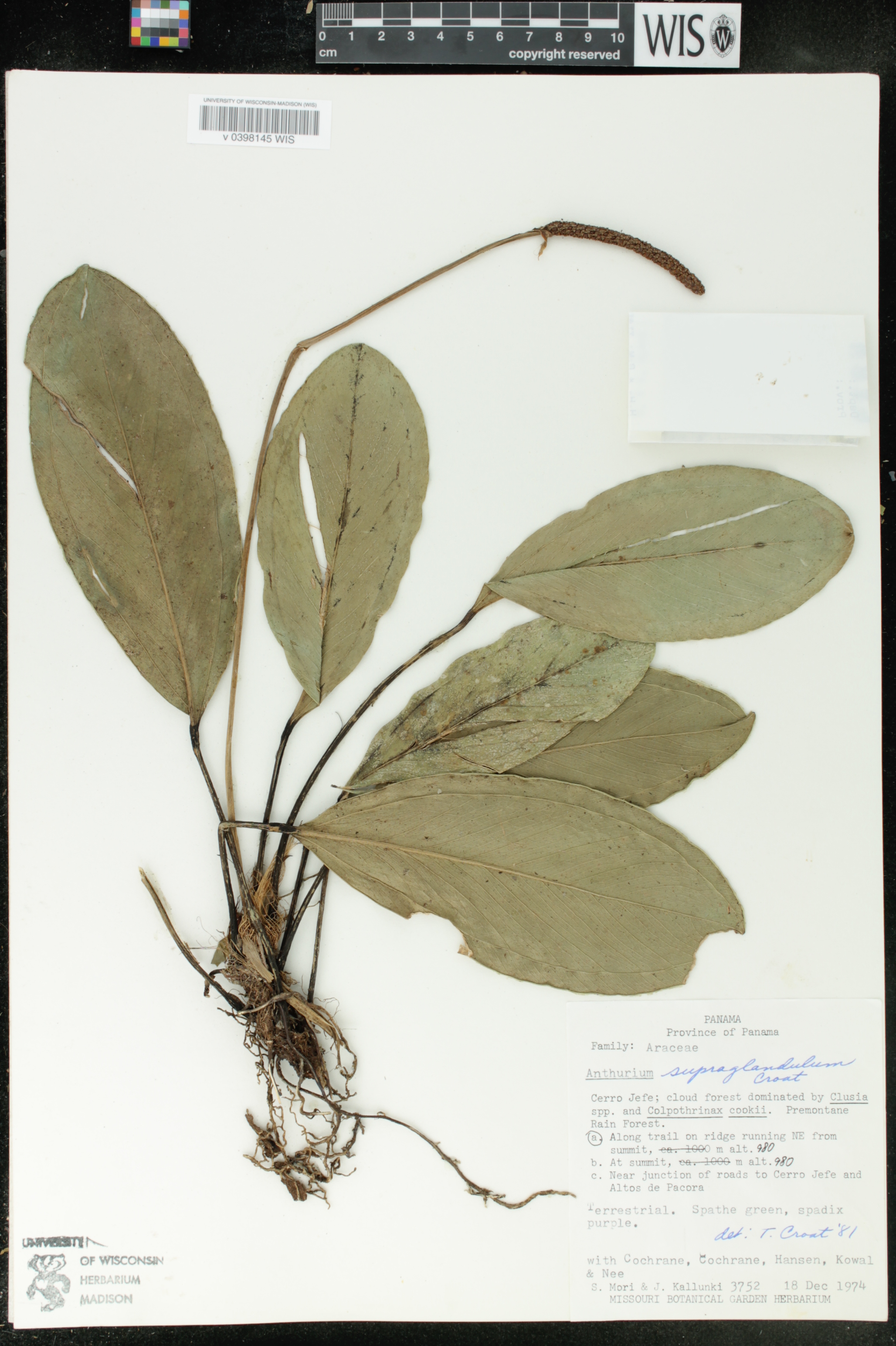Anthurium supraglandulum image