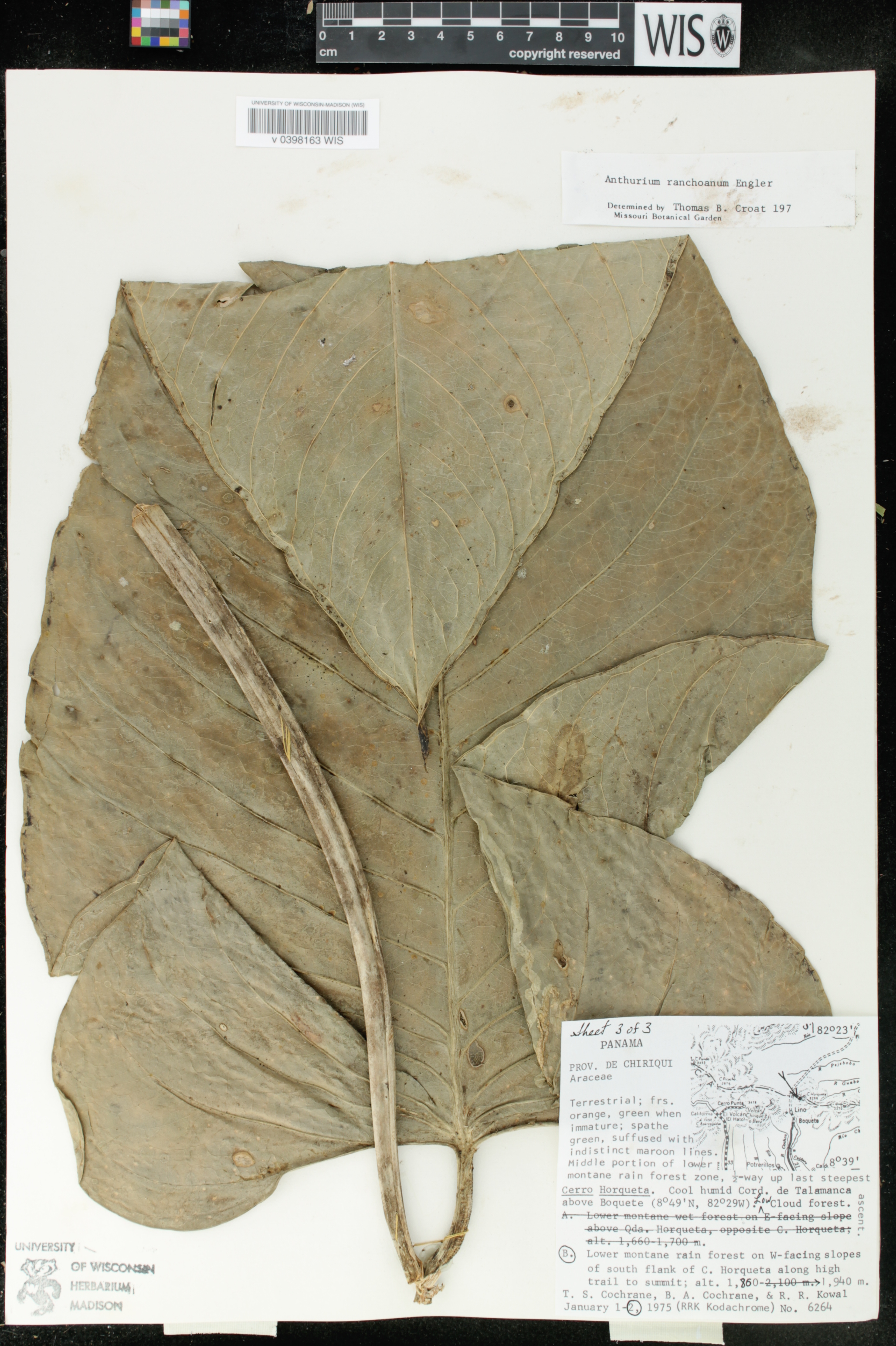 Anthurium ranchoanum image