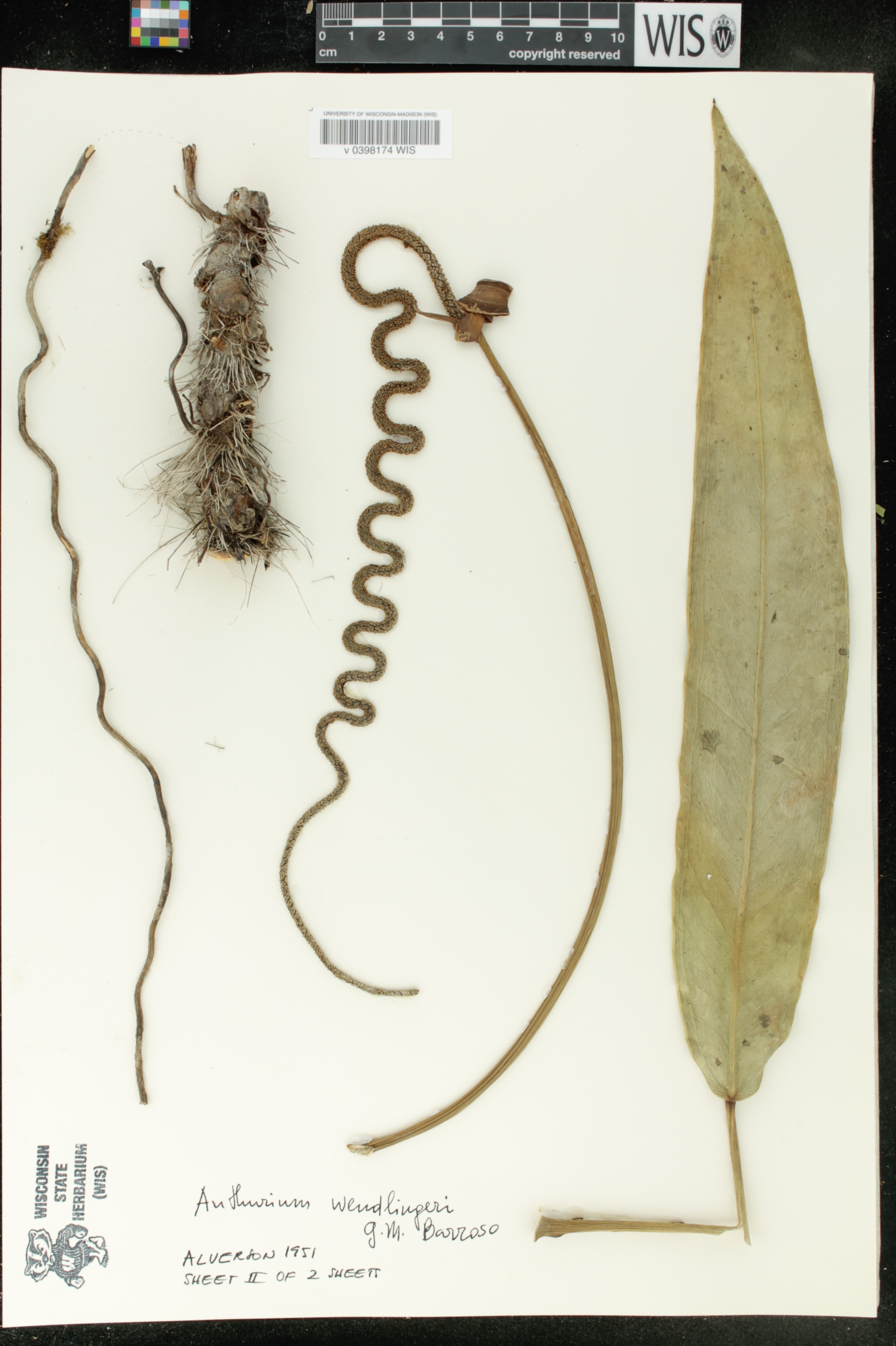 Anthurium wendlingeri image