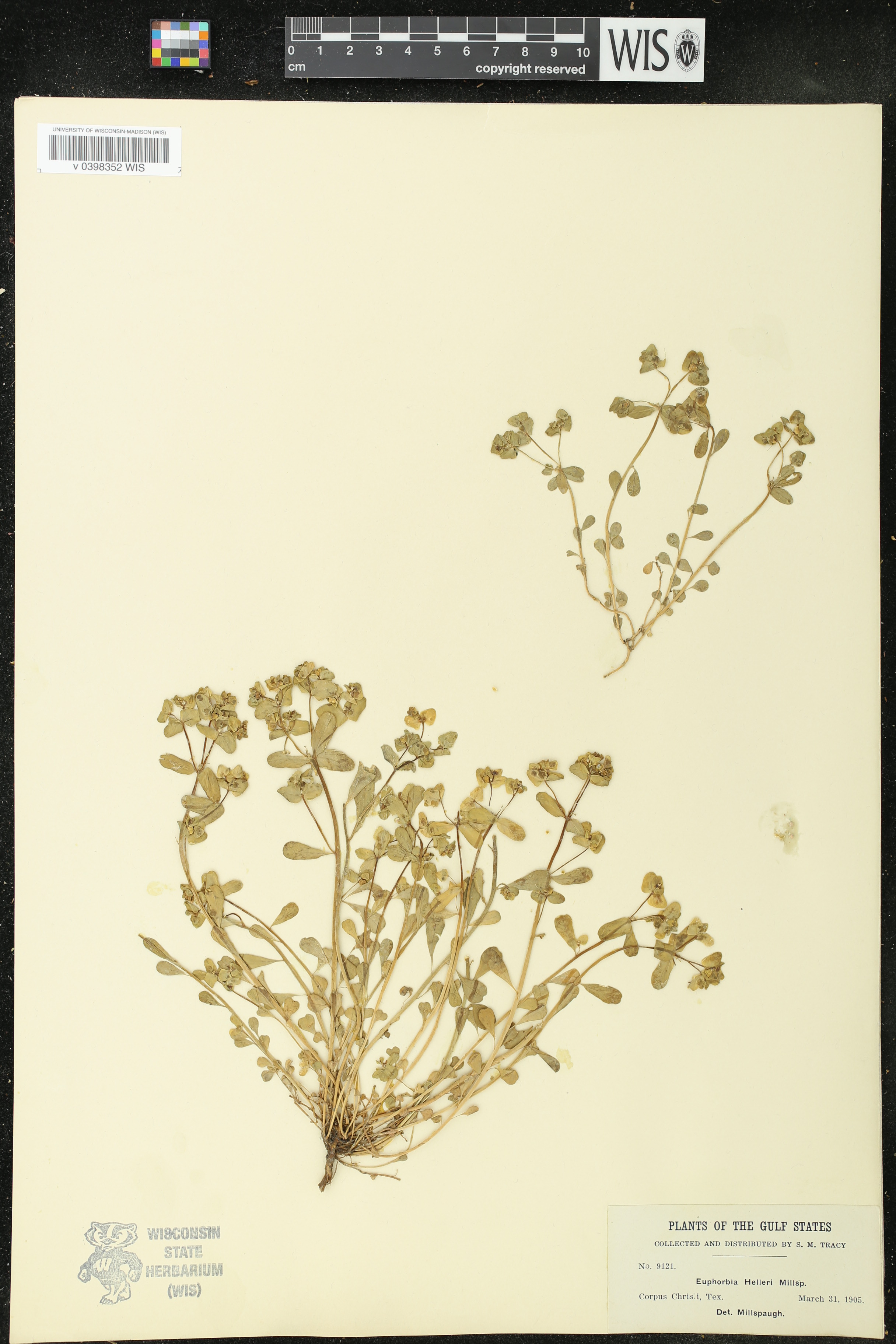 Euphorbia helleri image