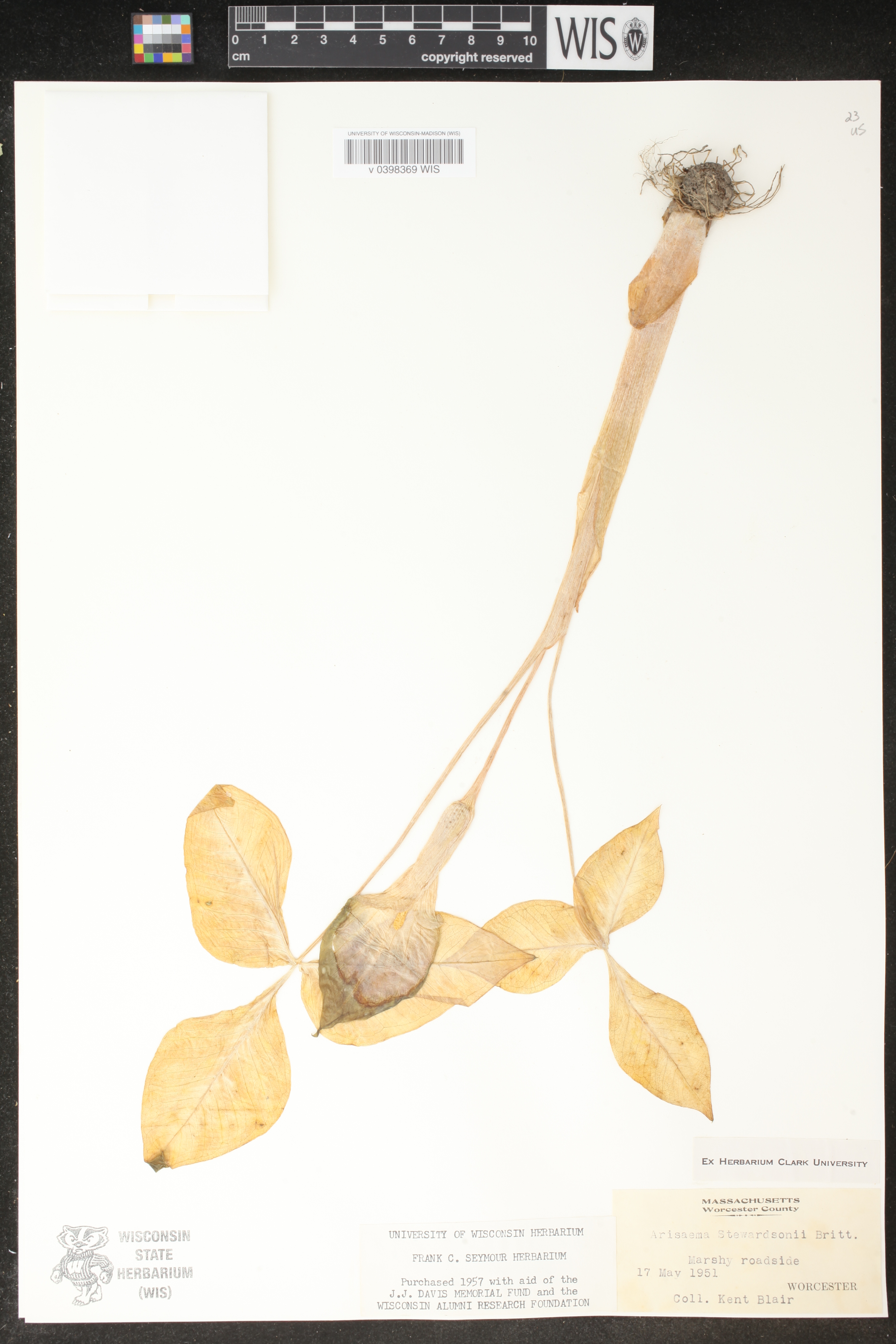 Arisaema stewardsonii image