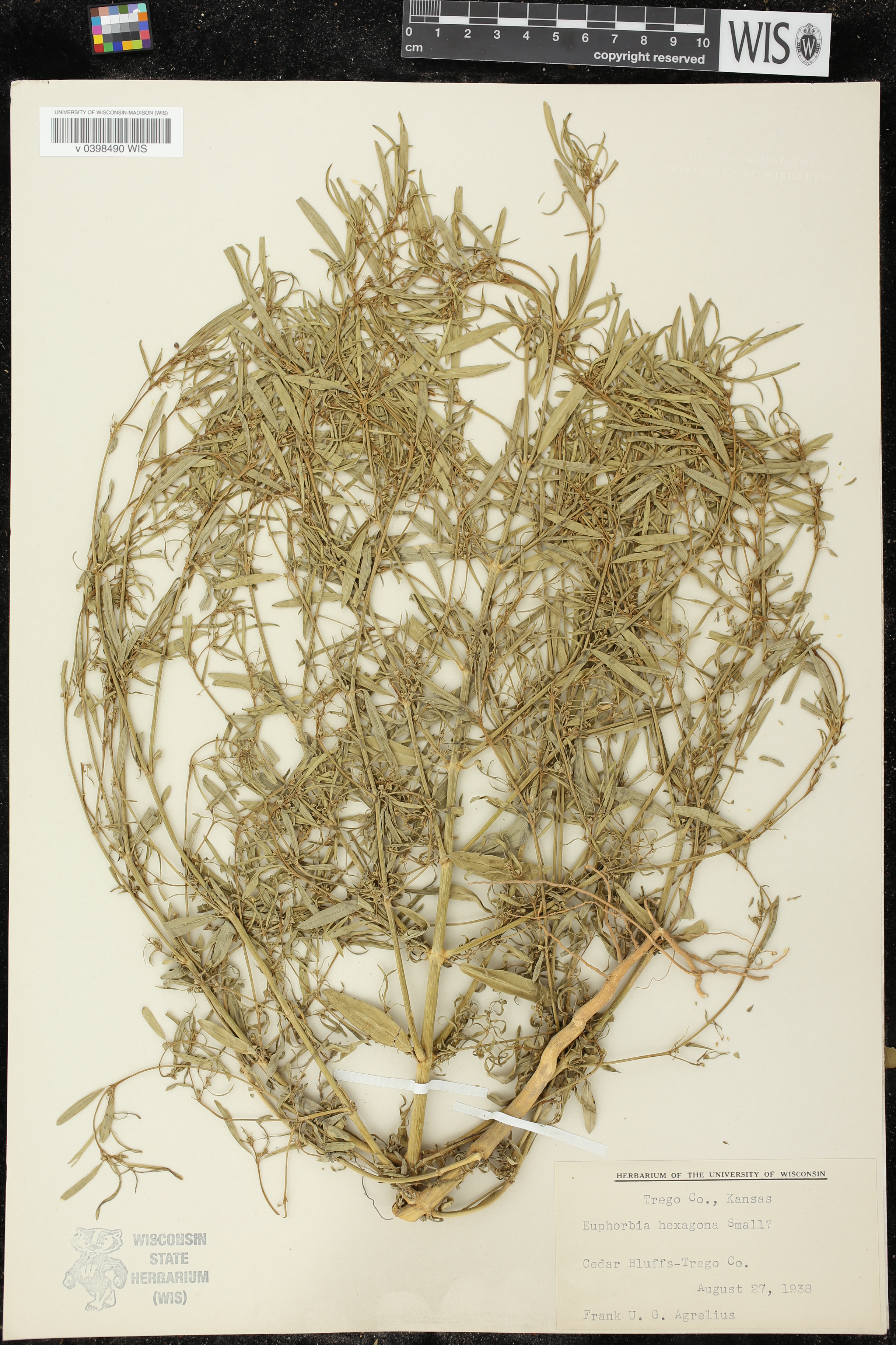 Euphorbia hexagona image