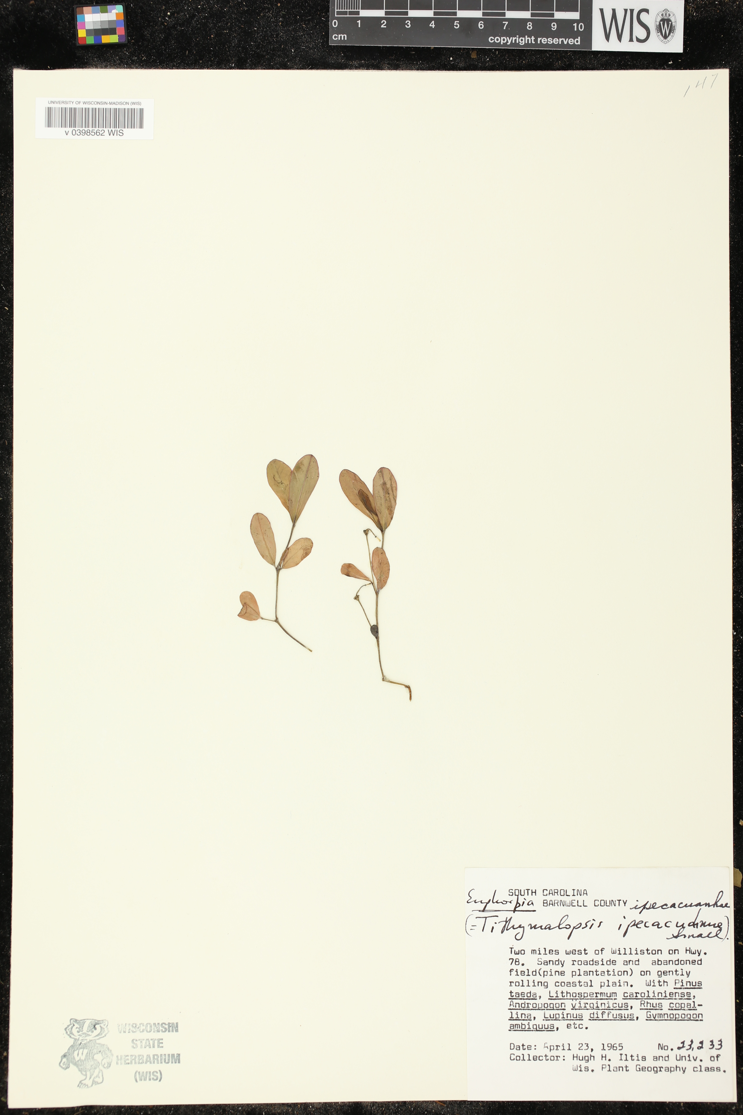 Euphorbia ipecacuanhae image