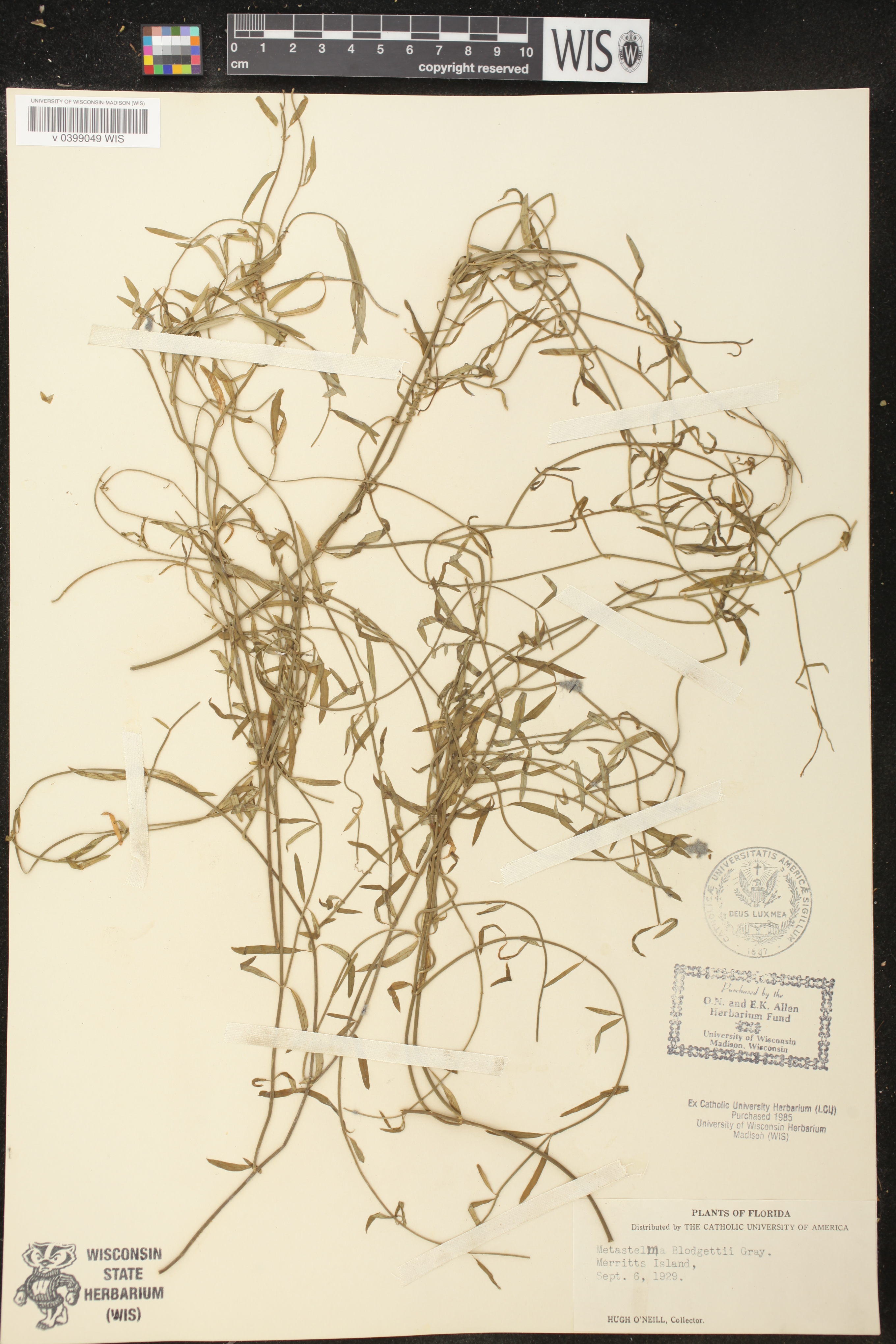 Metastelma blodgettii image