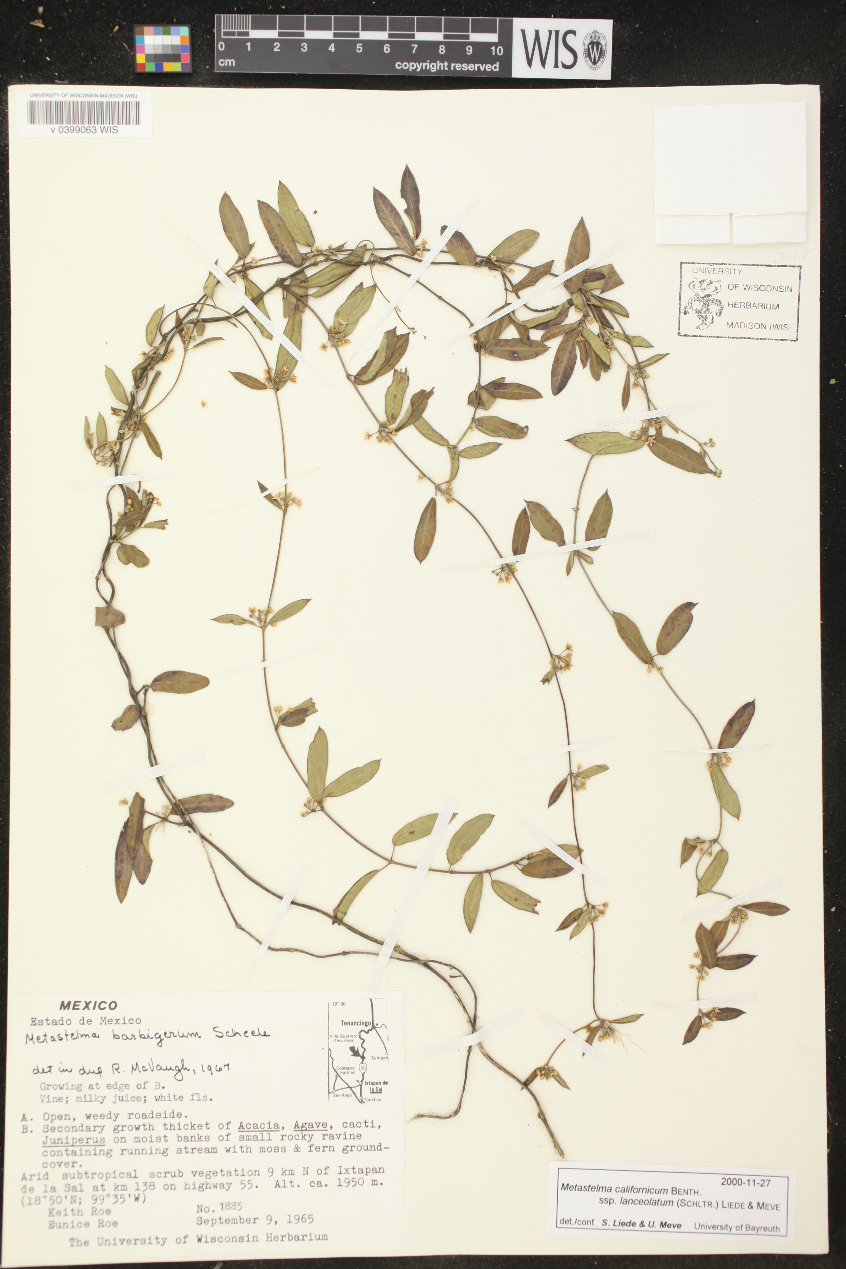 Metastelma californicum subsp. lanceolatum image