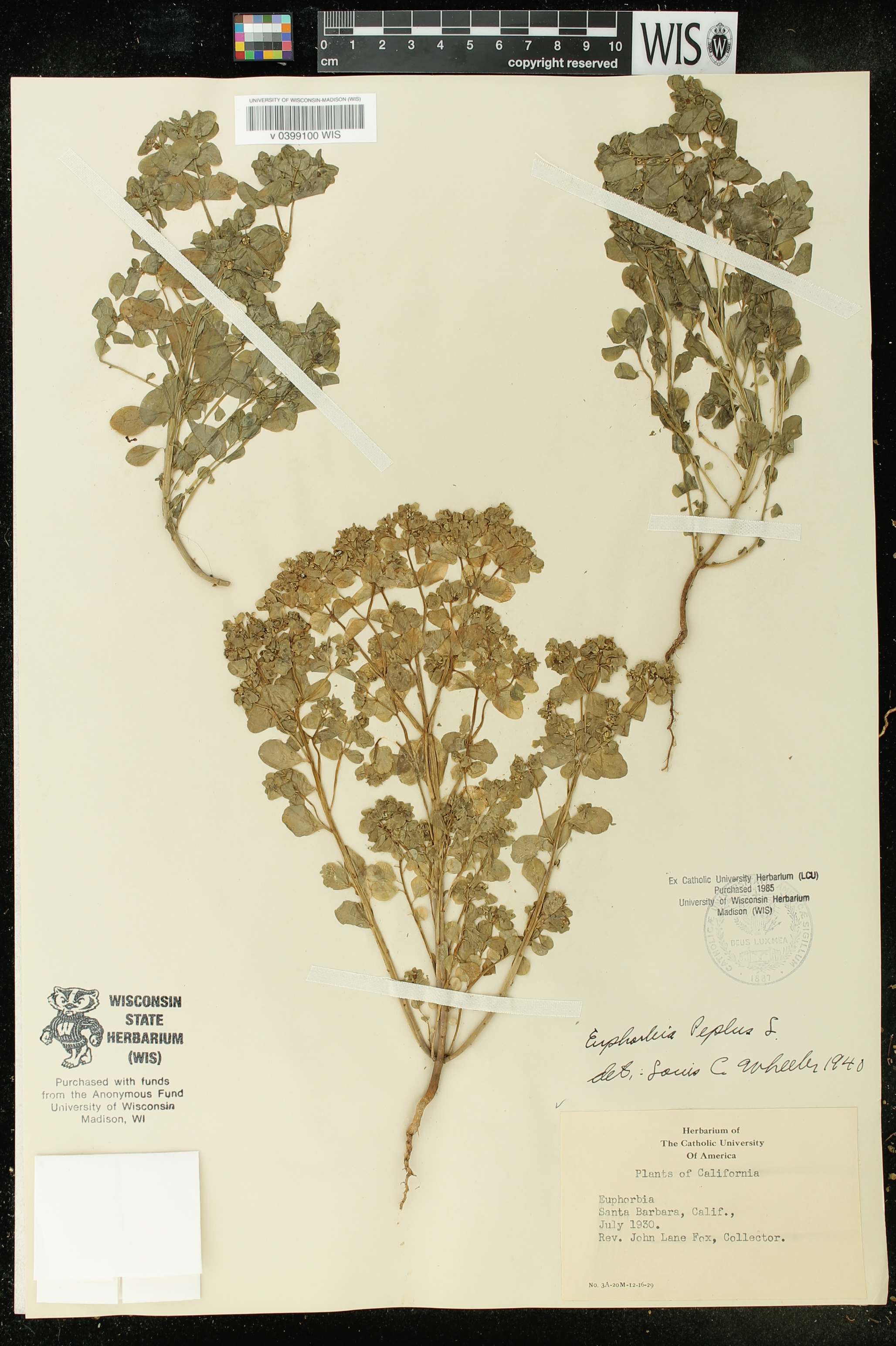 Euphorbia peplus image