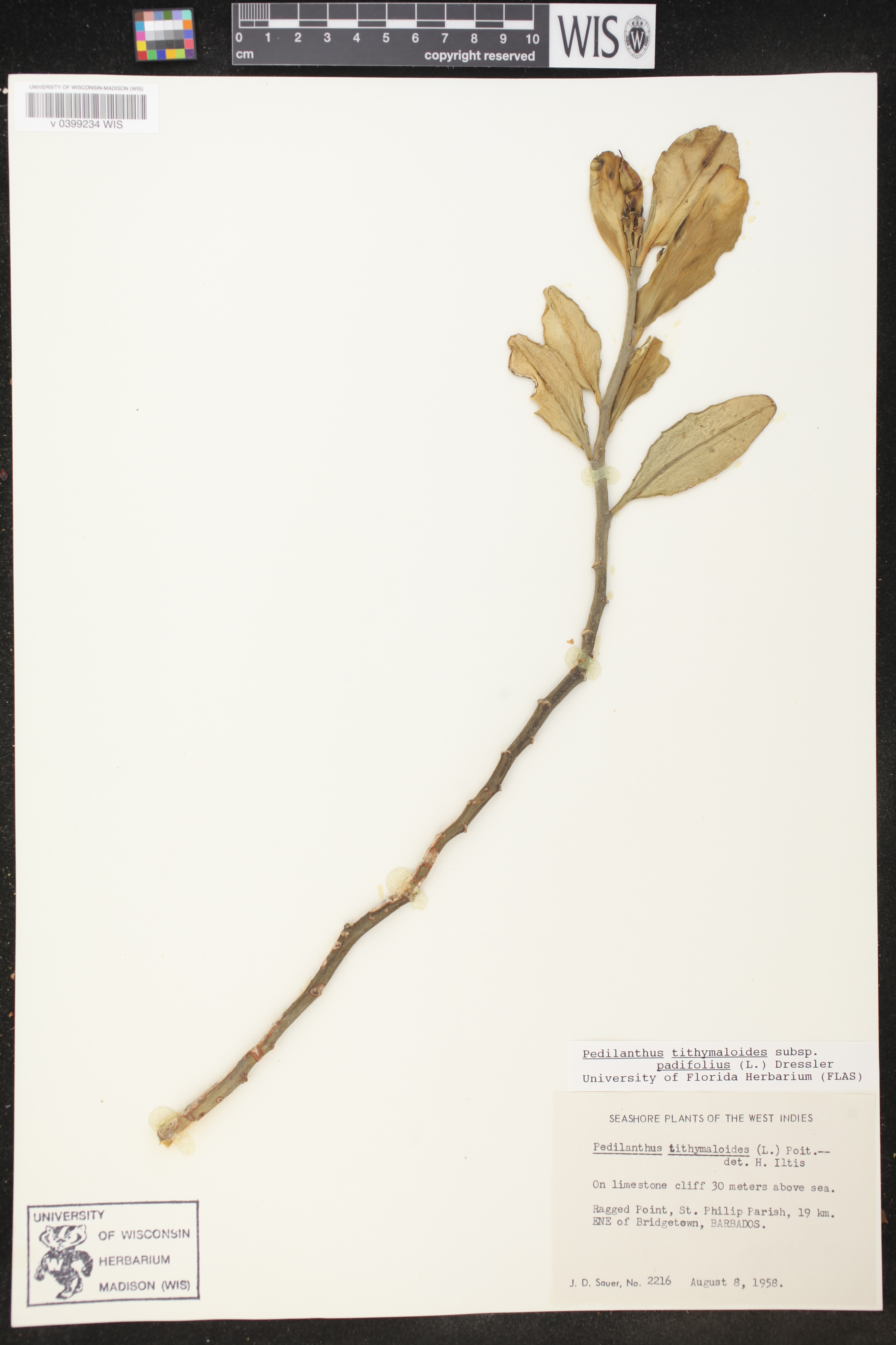 Pedilanthus tithymaloides subsp. padifolius image