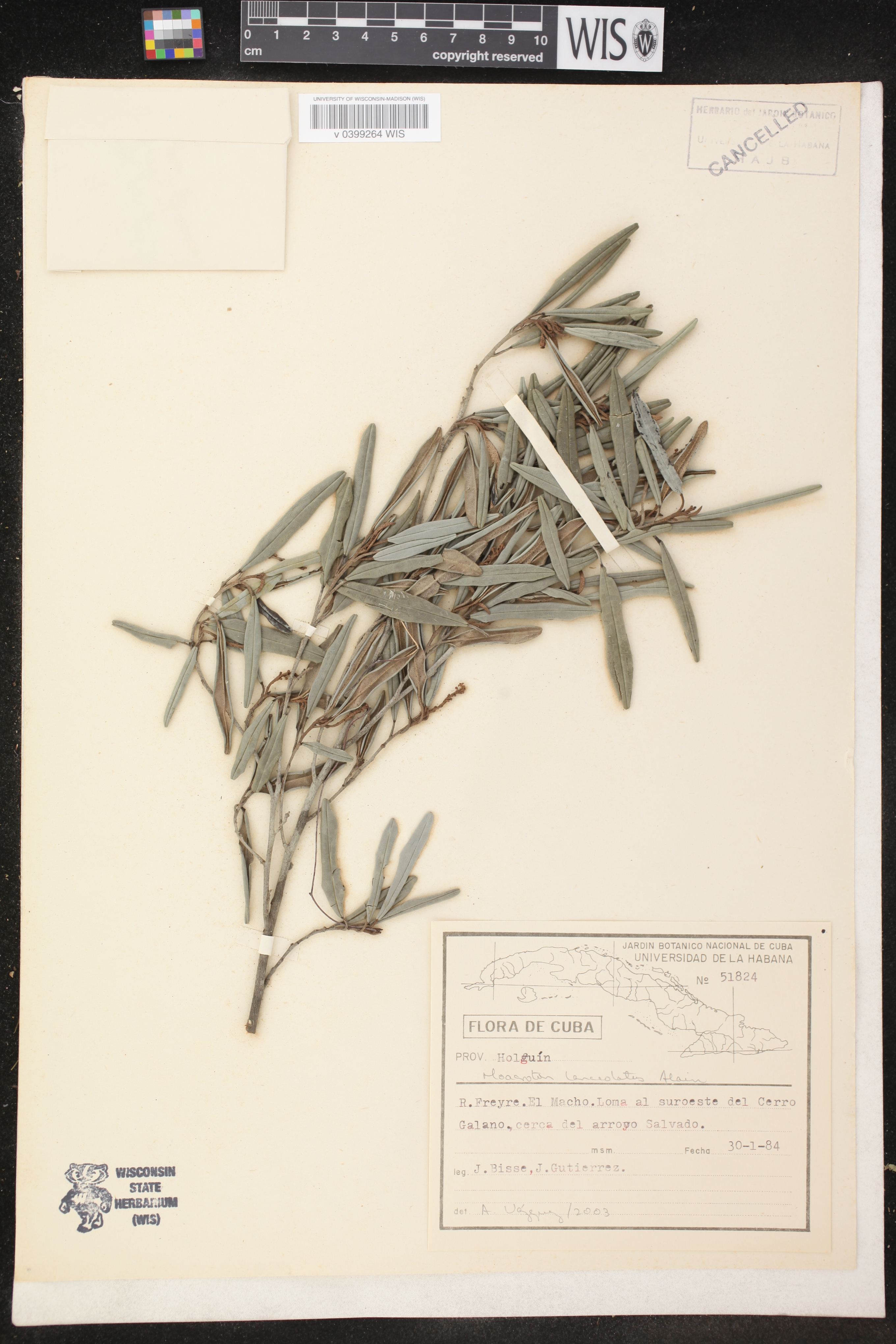 Croton alainii image