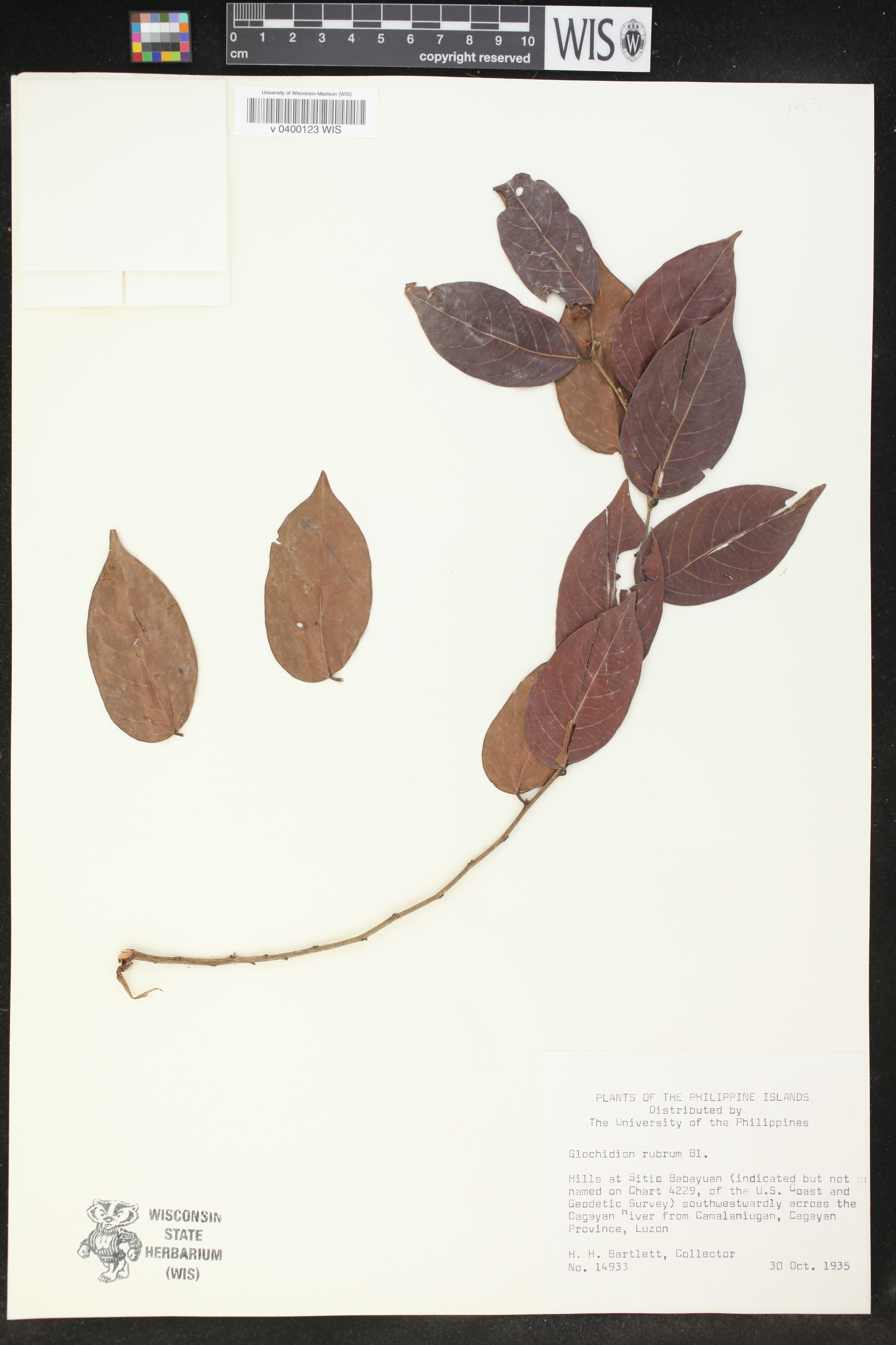 Phyllanthus ruber image