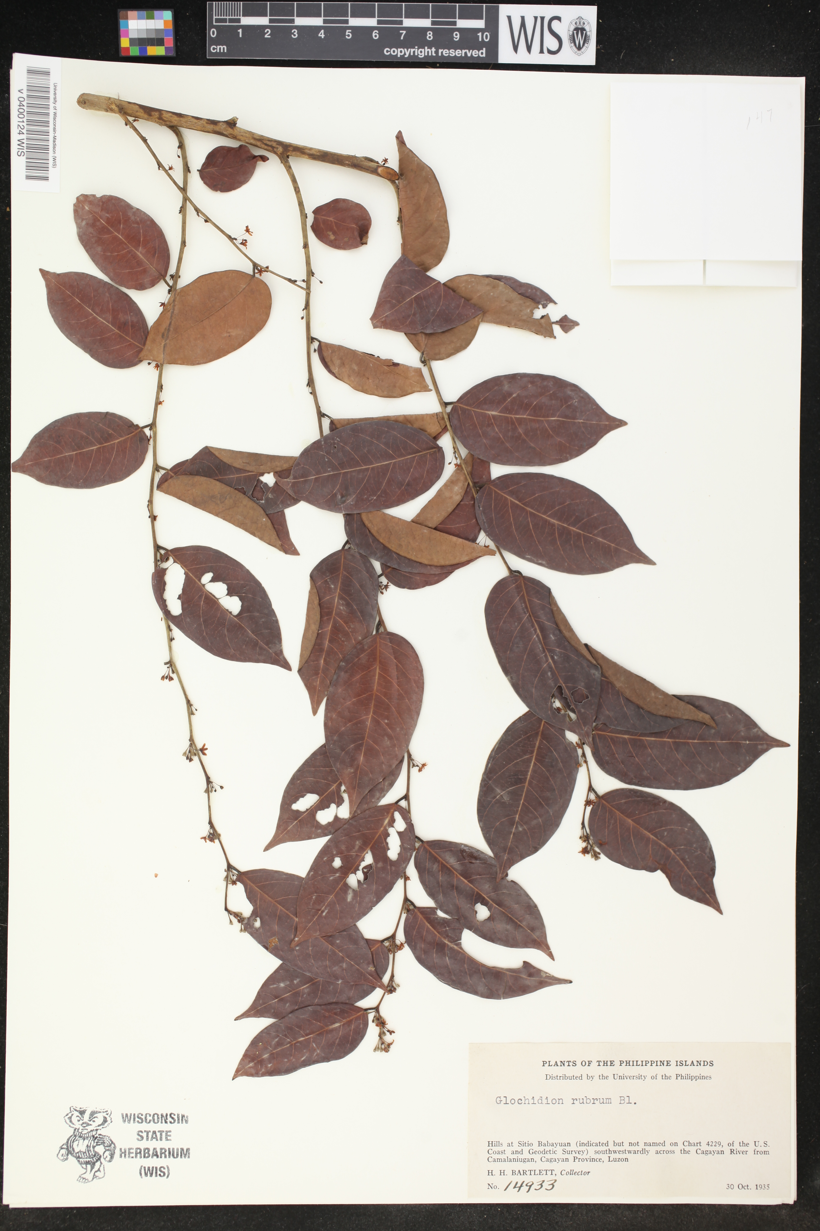 Phyllanthus ruber image