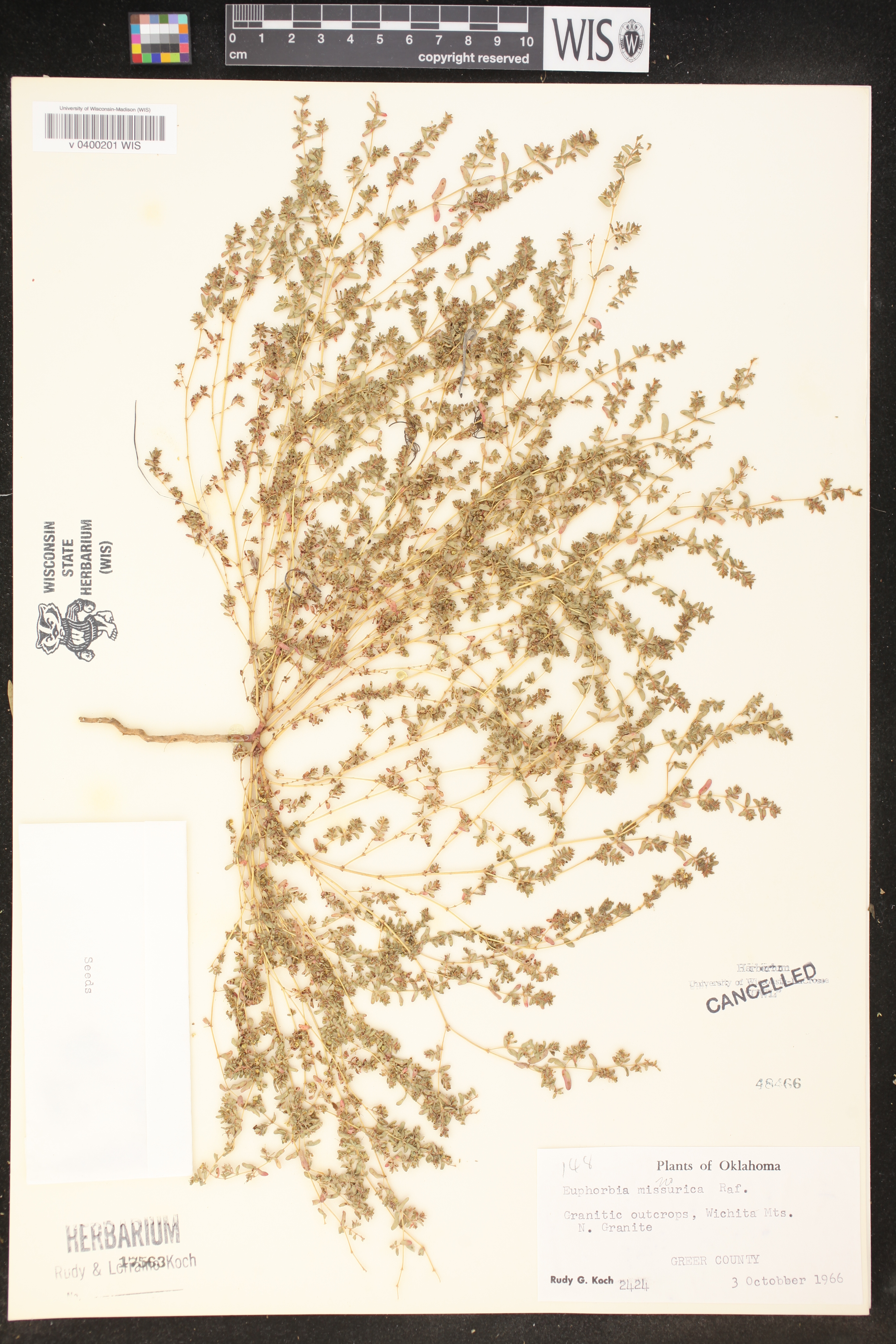 Chamaesyce missurica image