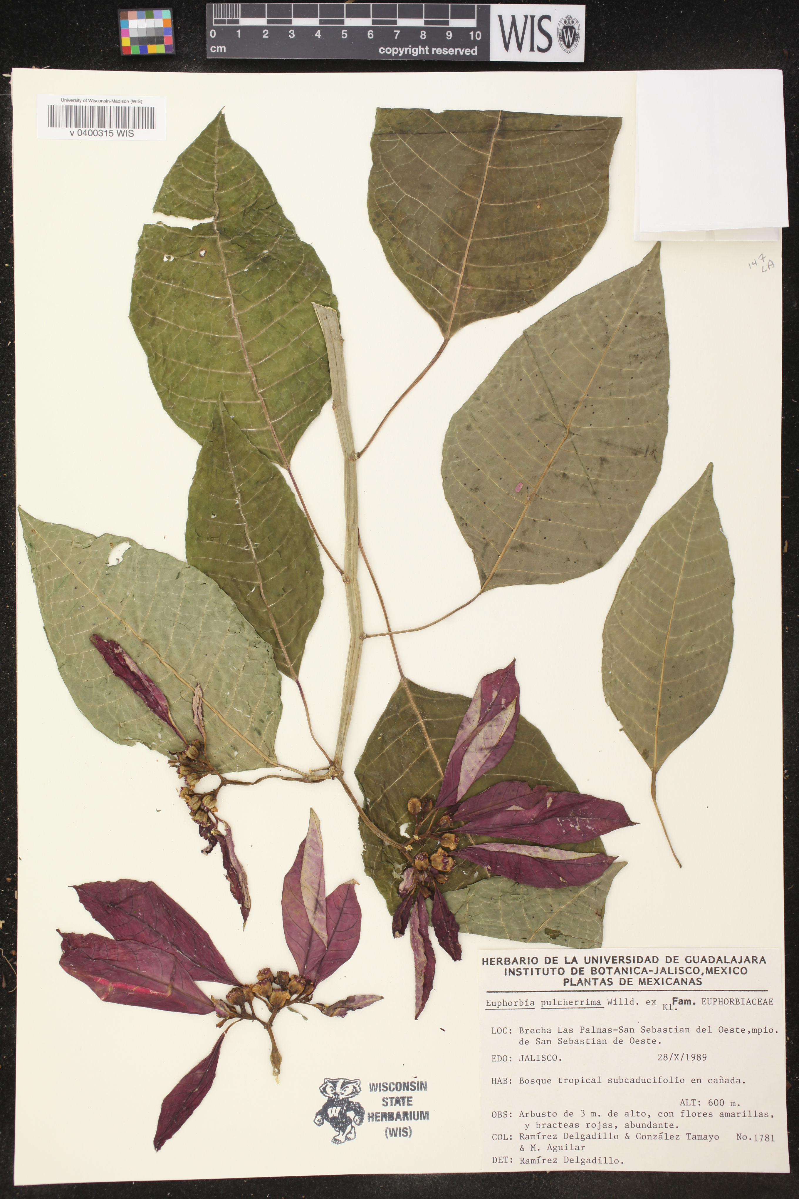 Euphorbia pulcherrima image