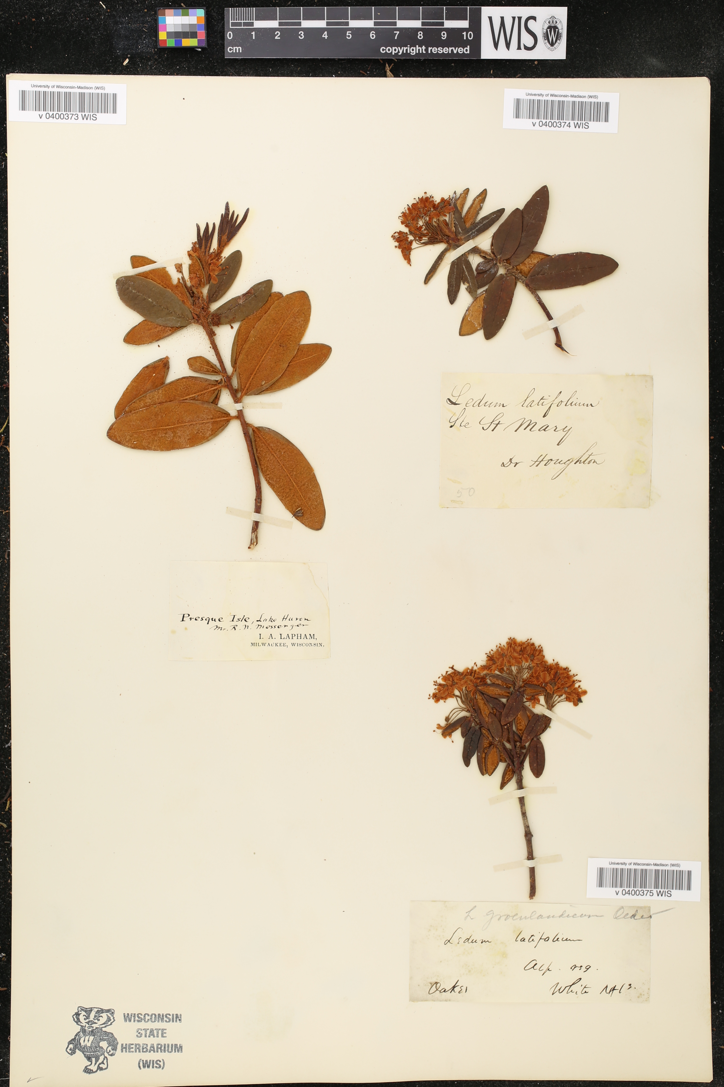 Rhododendron groenlandicum image