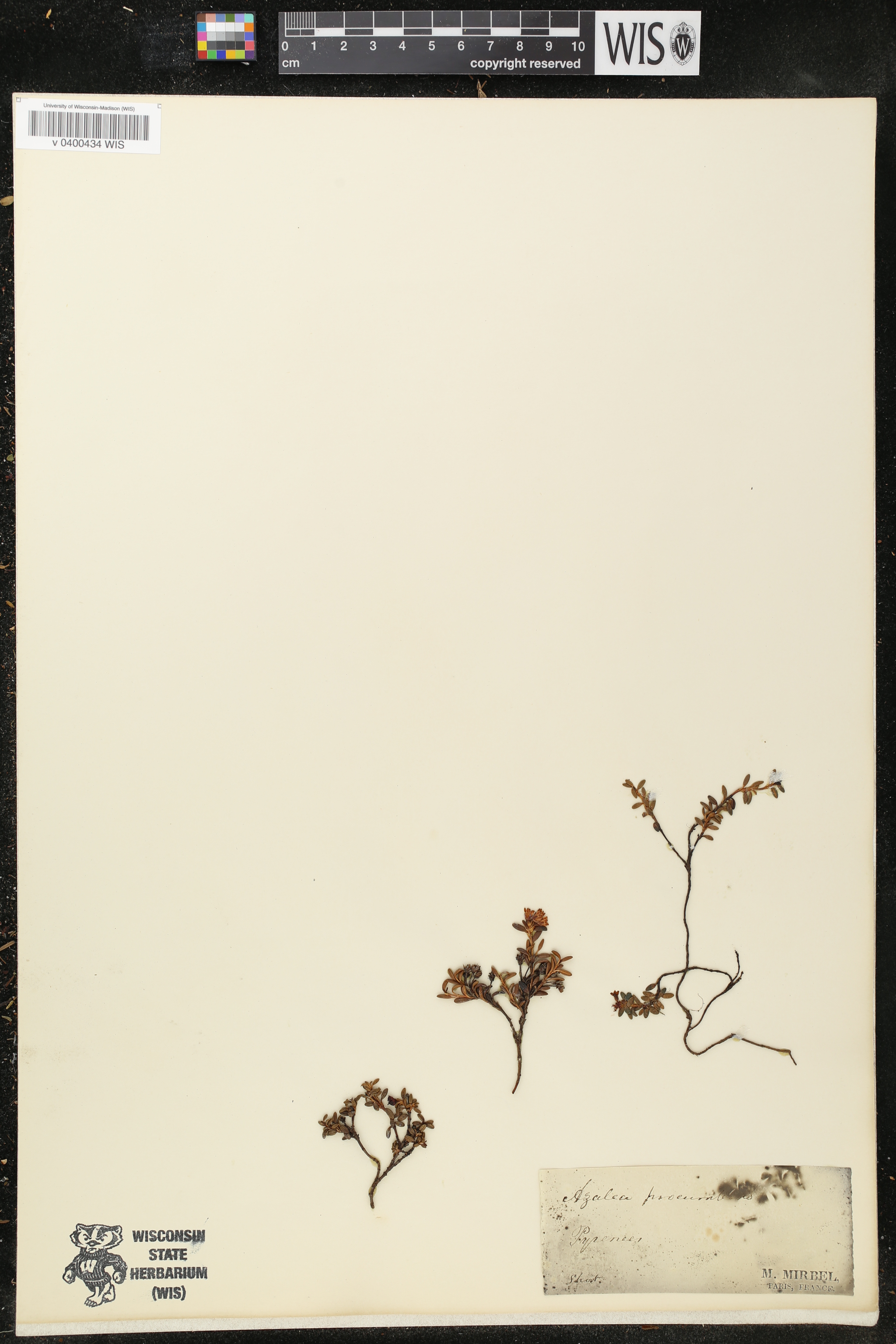 Azalea procumbens image