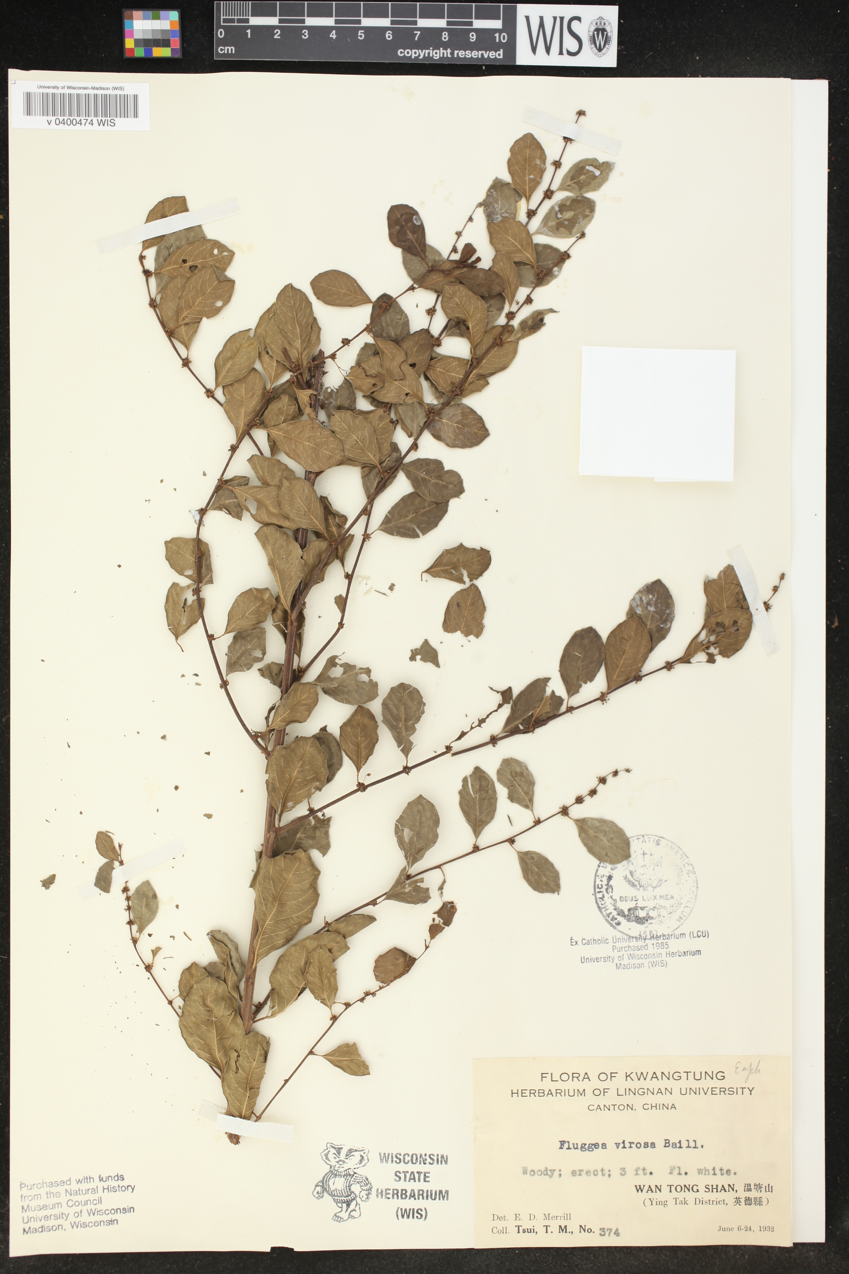 Flueggea virosa image