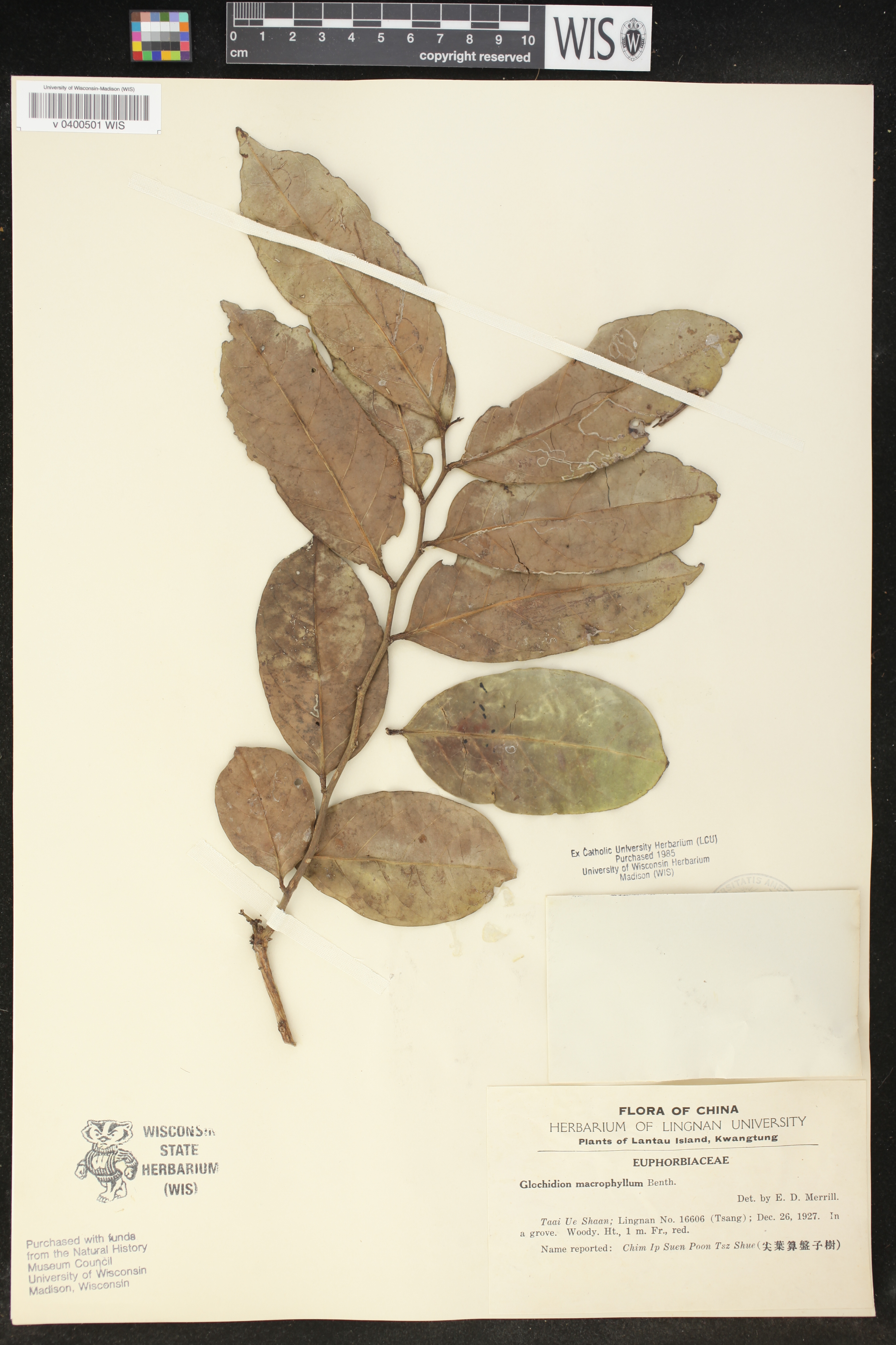 Phyllanthus lanceolarius image