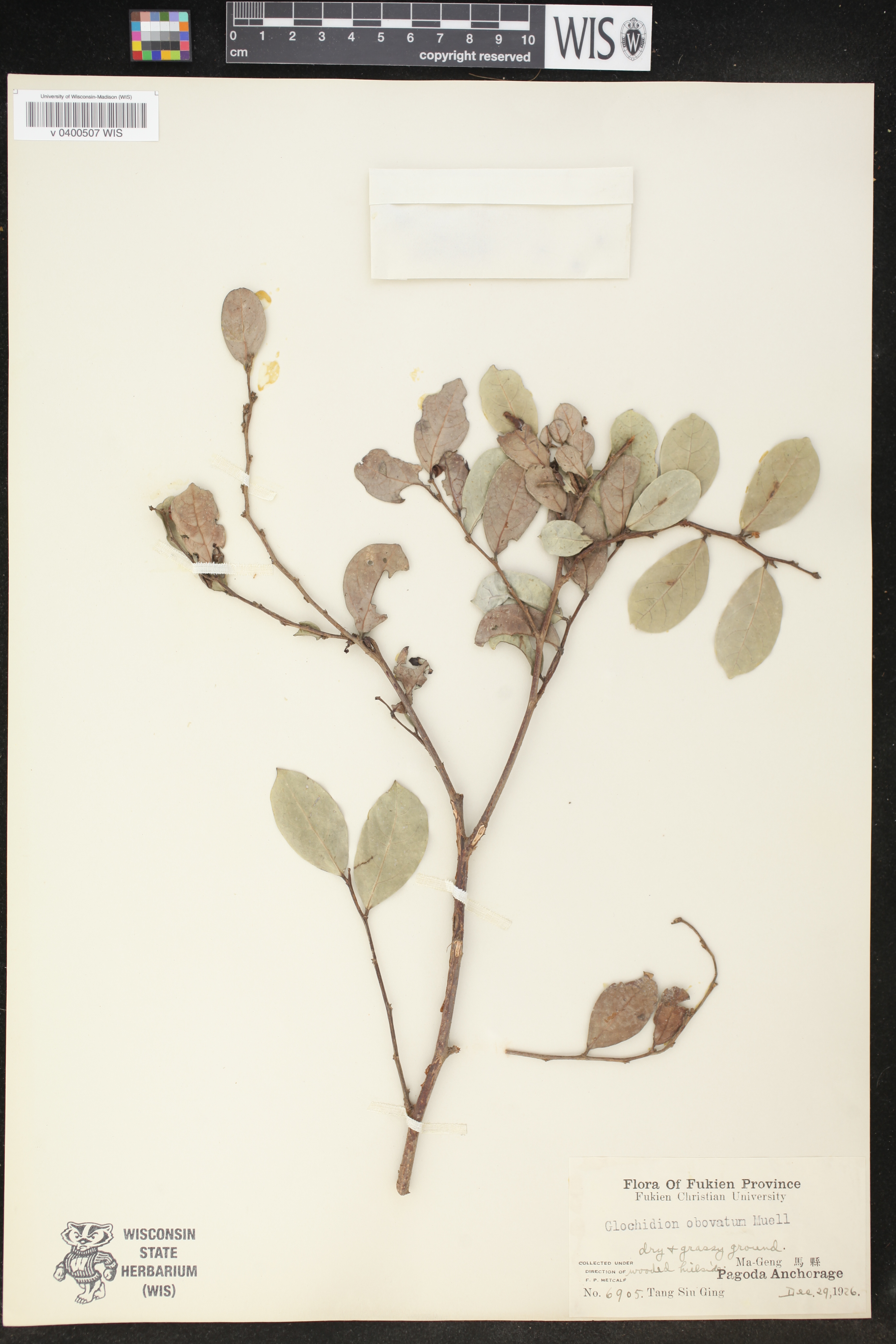 Phyllanthus sieboldianus image