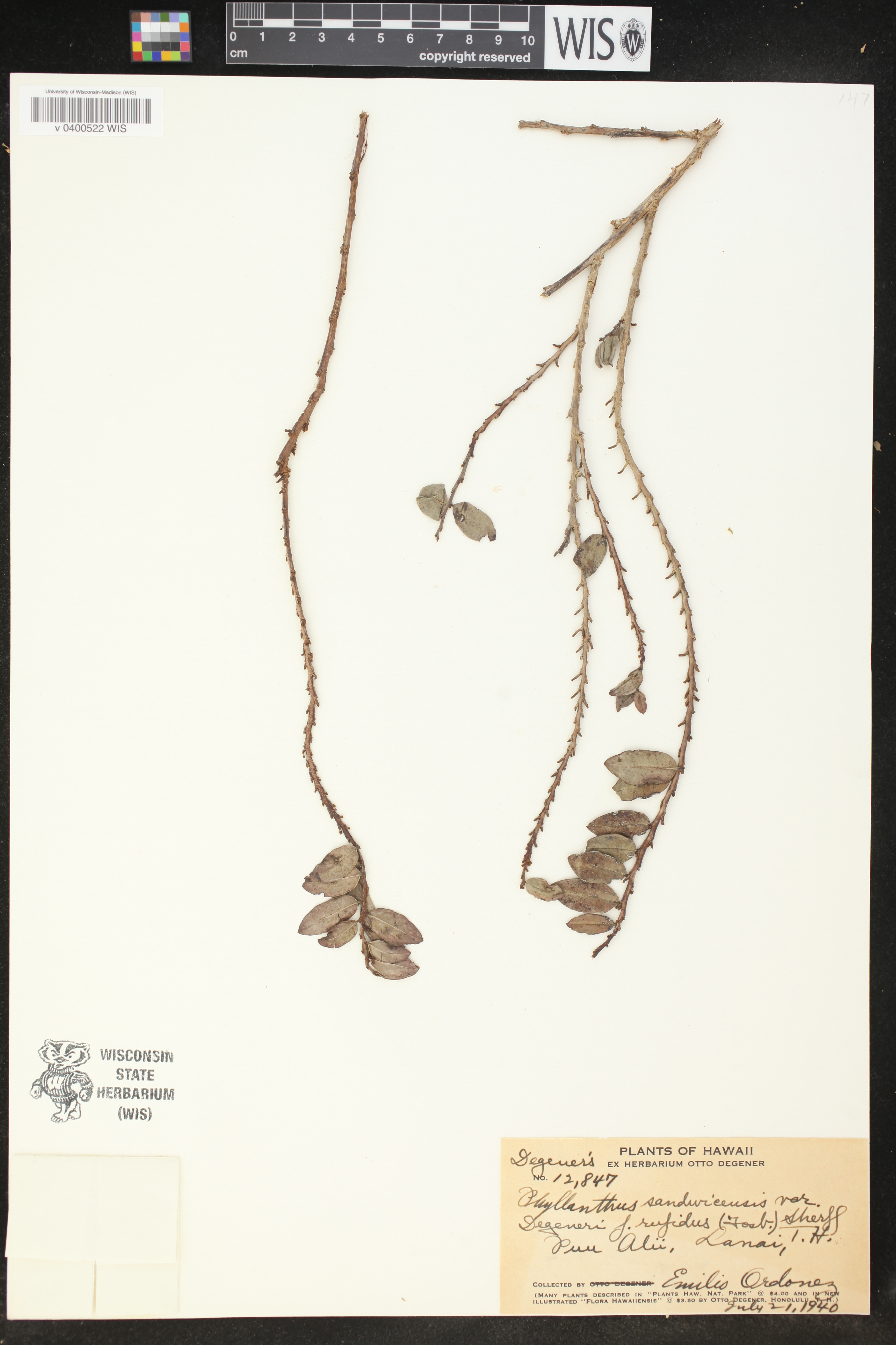 Phyllanthus sandwicensis var. degeneri image