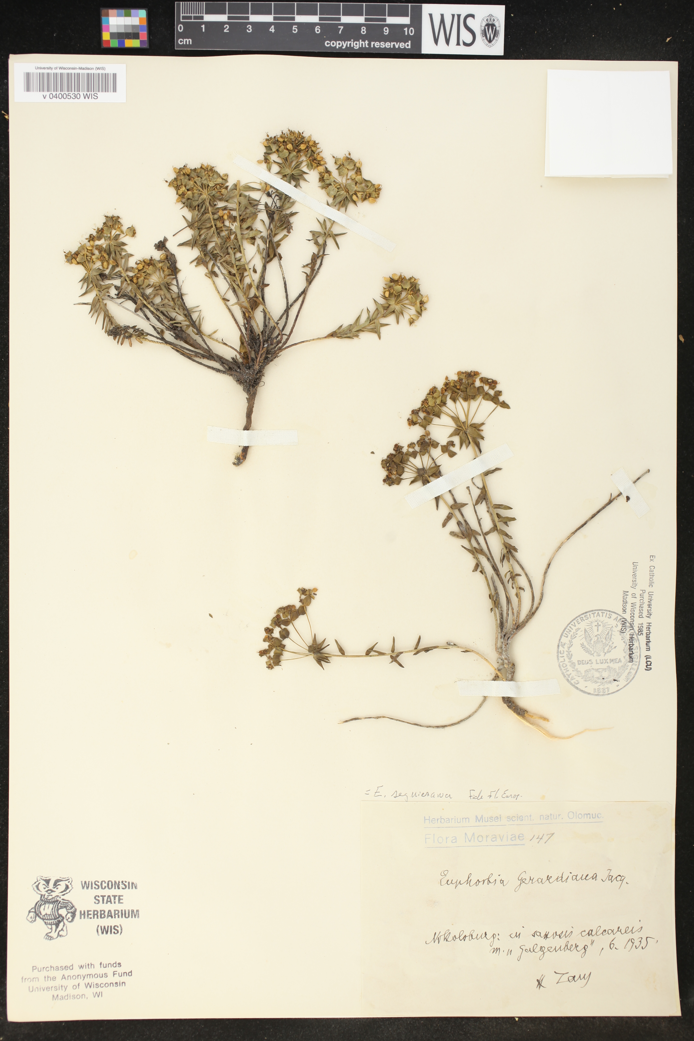 Euphorbia seguieriana image