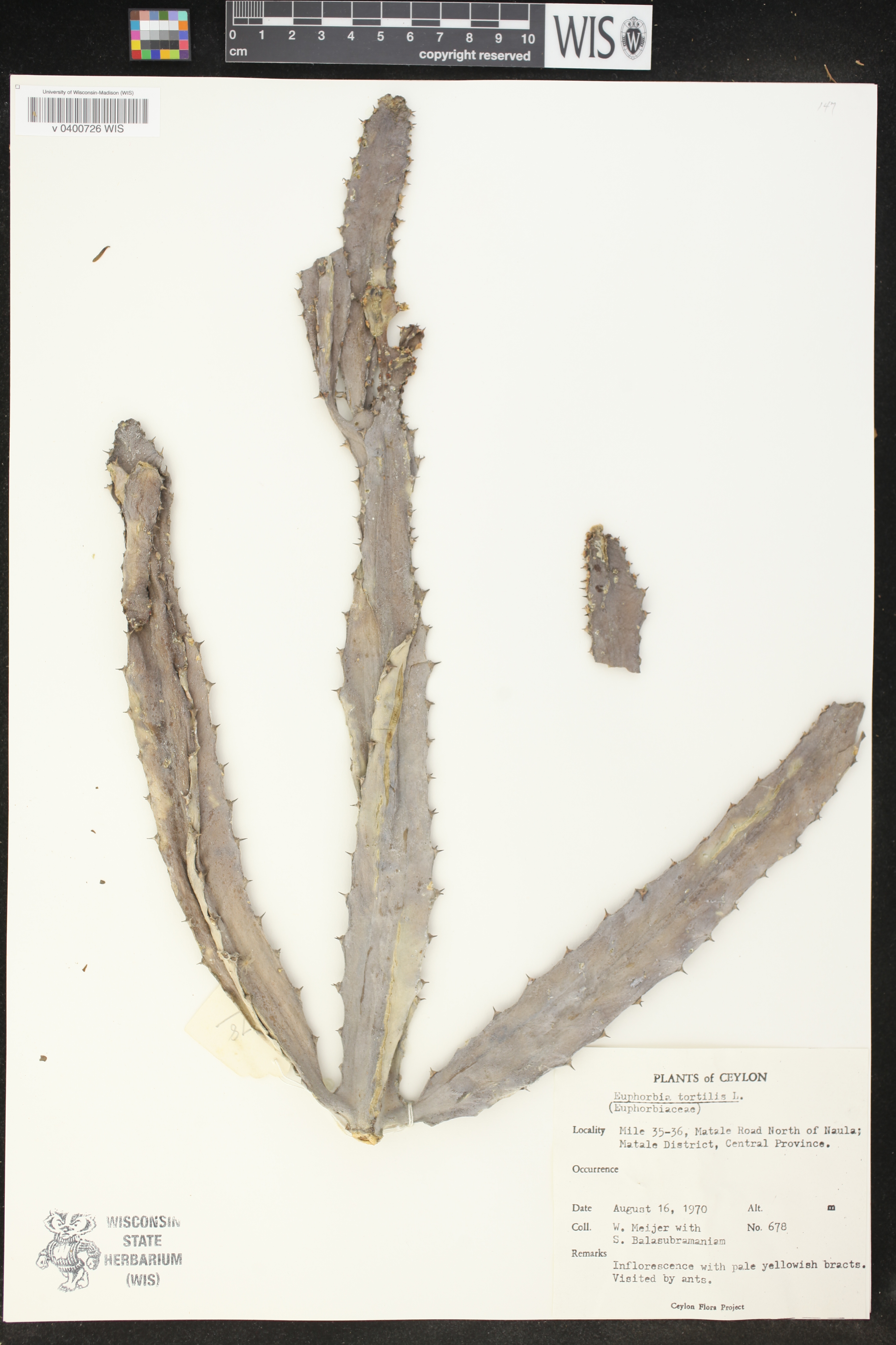 Euphorbia tortilis image