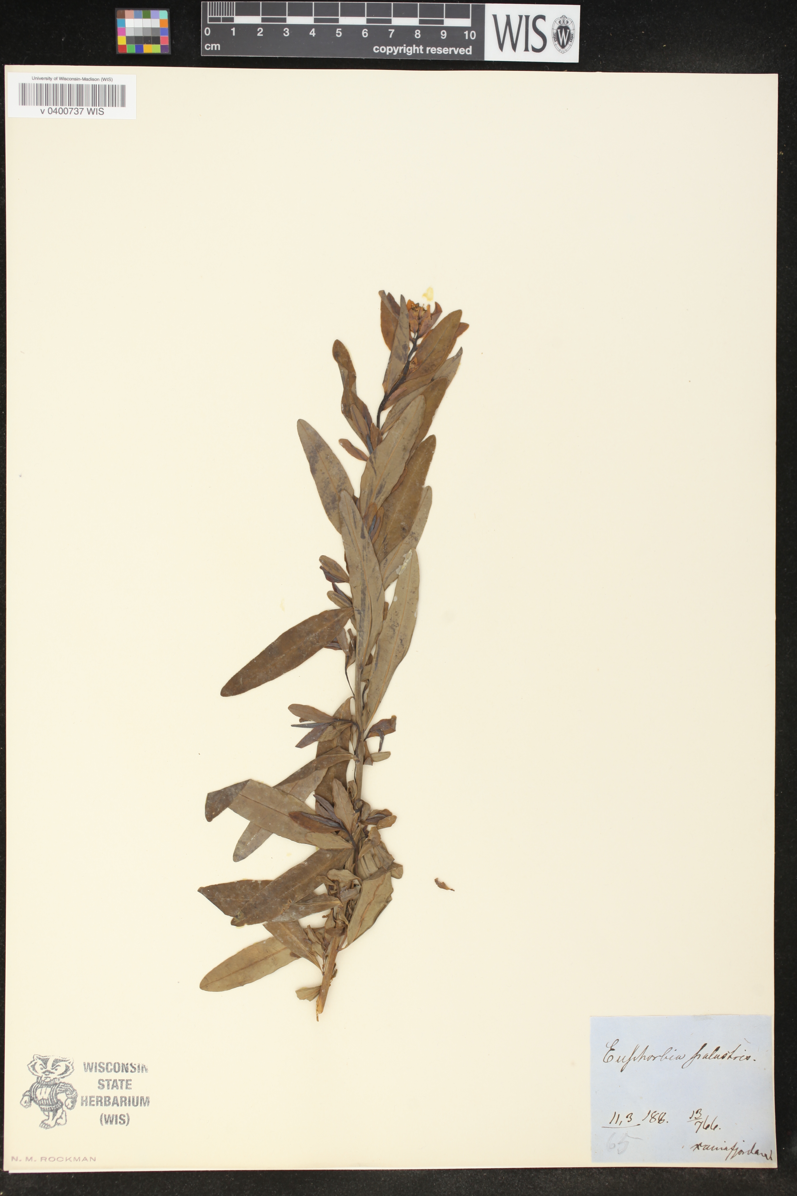 Euphorbia palustris image