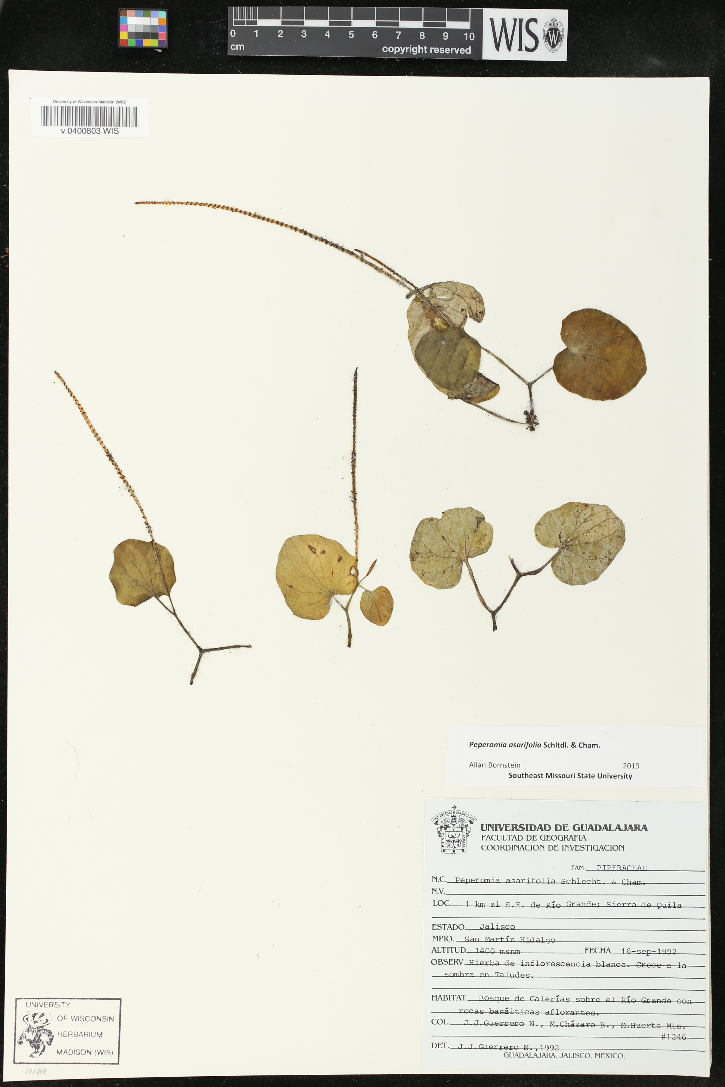 Peperomia asarifolia image