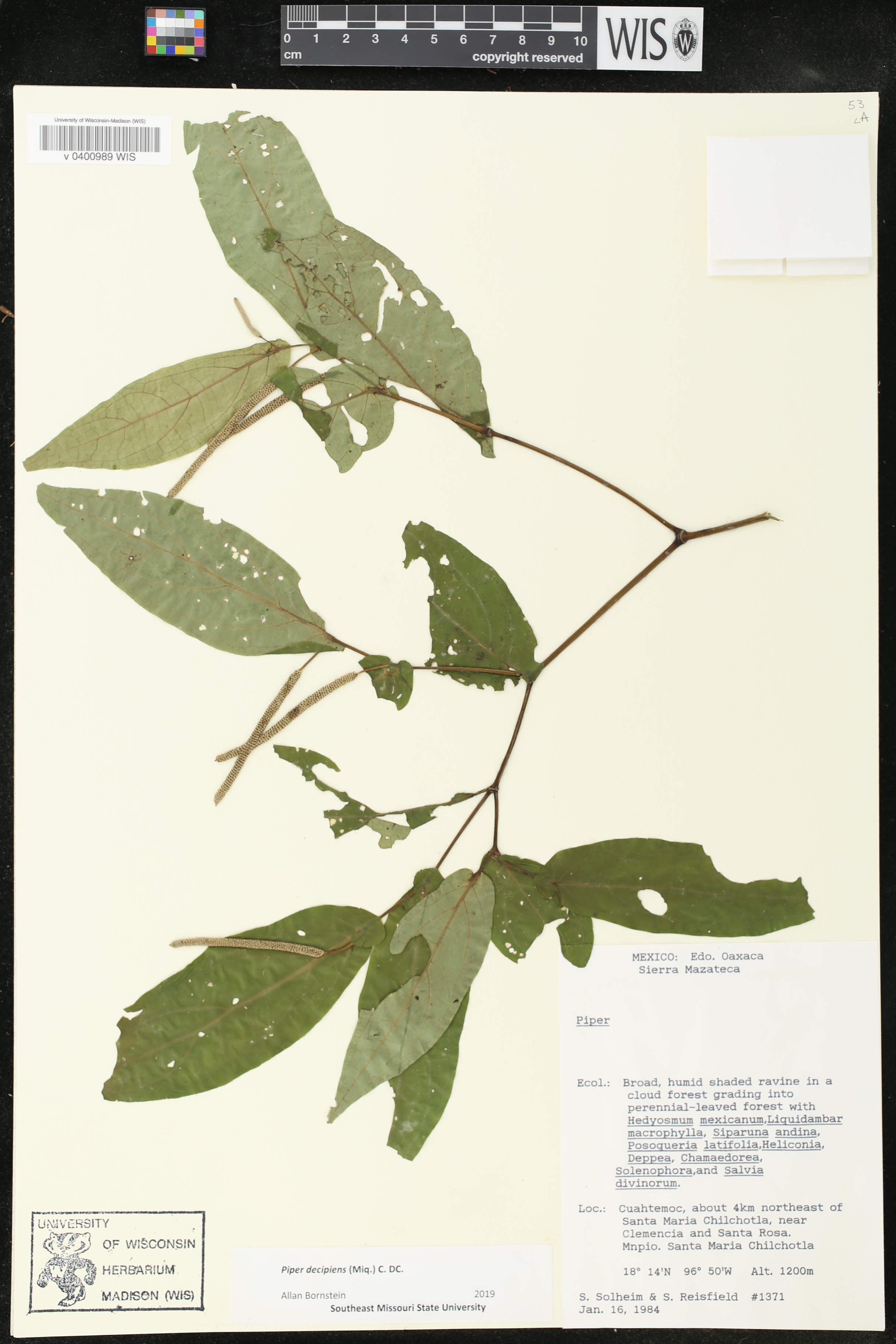 Piper decipiens image