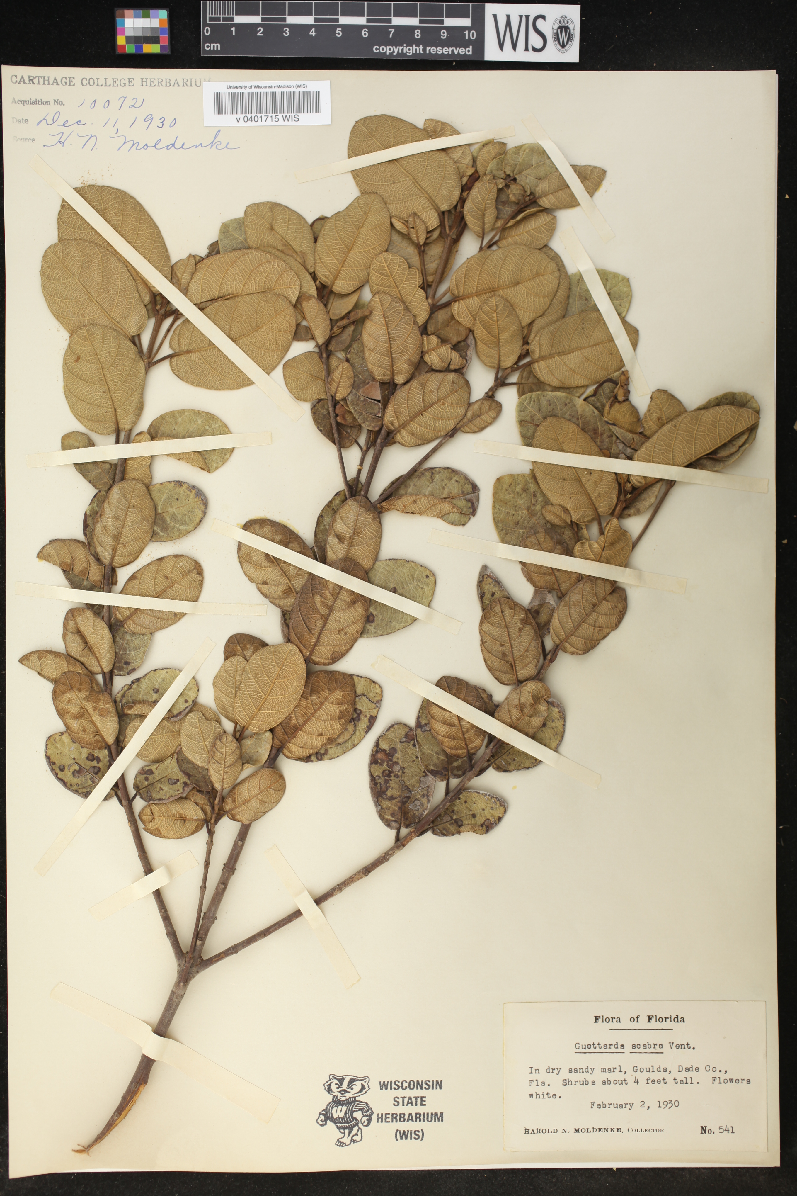 Guettarda scabra image